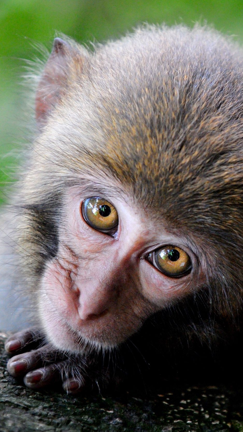 938x1668  Pin на Портреты домашних животных