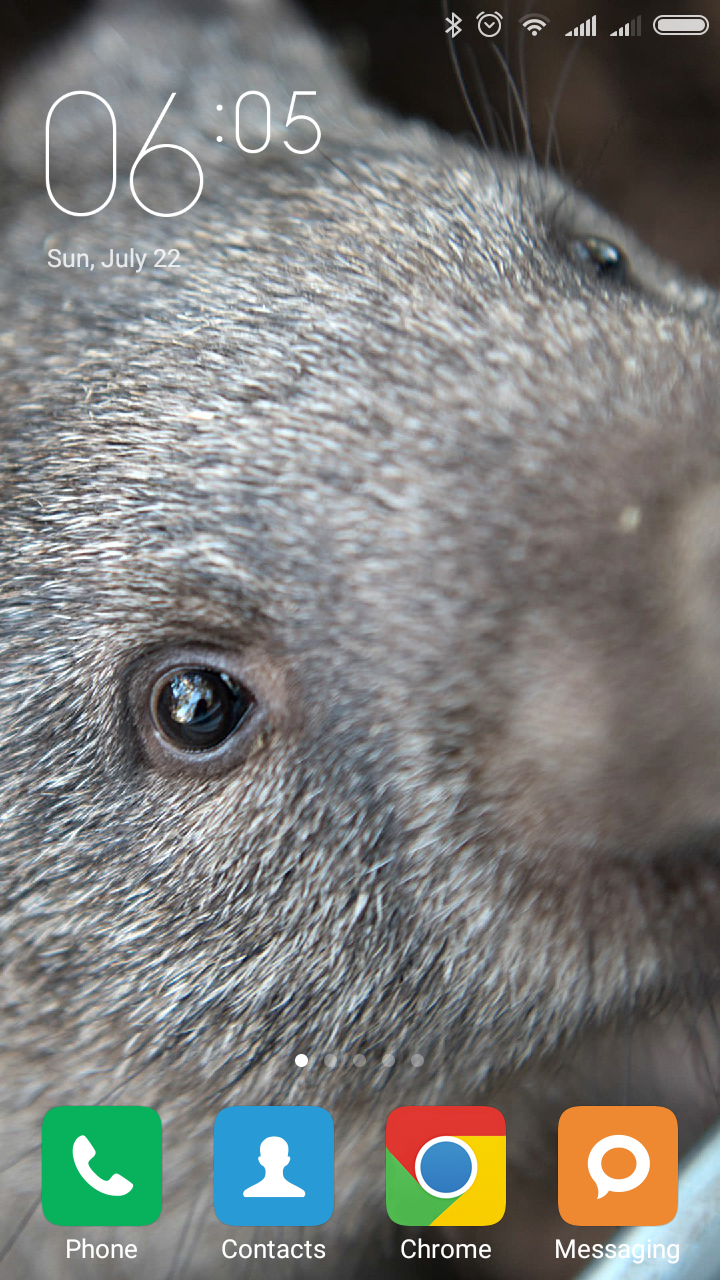 720x1280   Ailuridae - Wikipedia