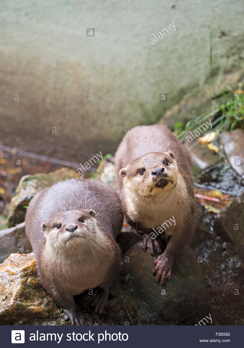 974x1390  Comida y basura - электронная книга - Walmart.com - Walmart.com 