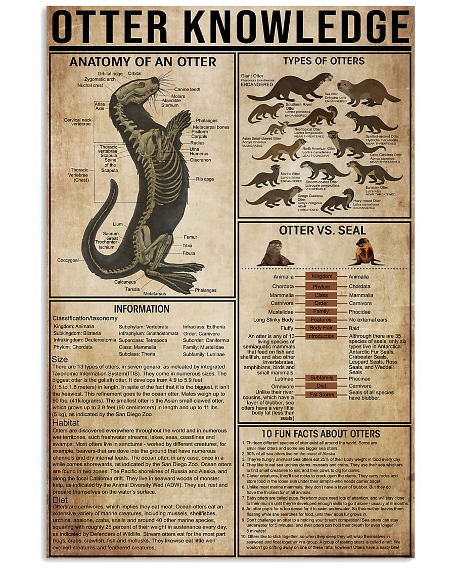 900x1125   ᐈ стоковые фотографии выдры Роялти-Фри Изображения изолированные выдры | скачать на Depositphotos® 