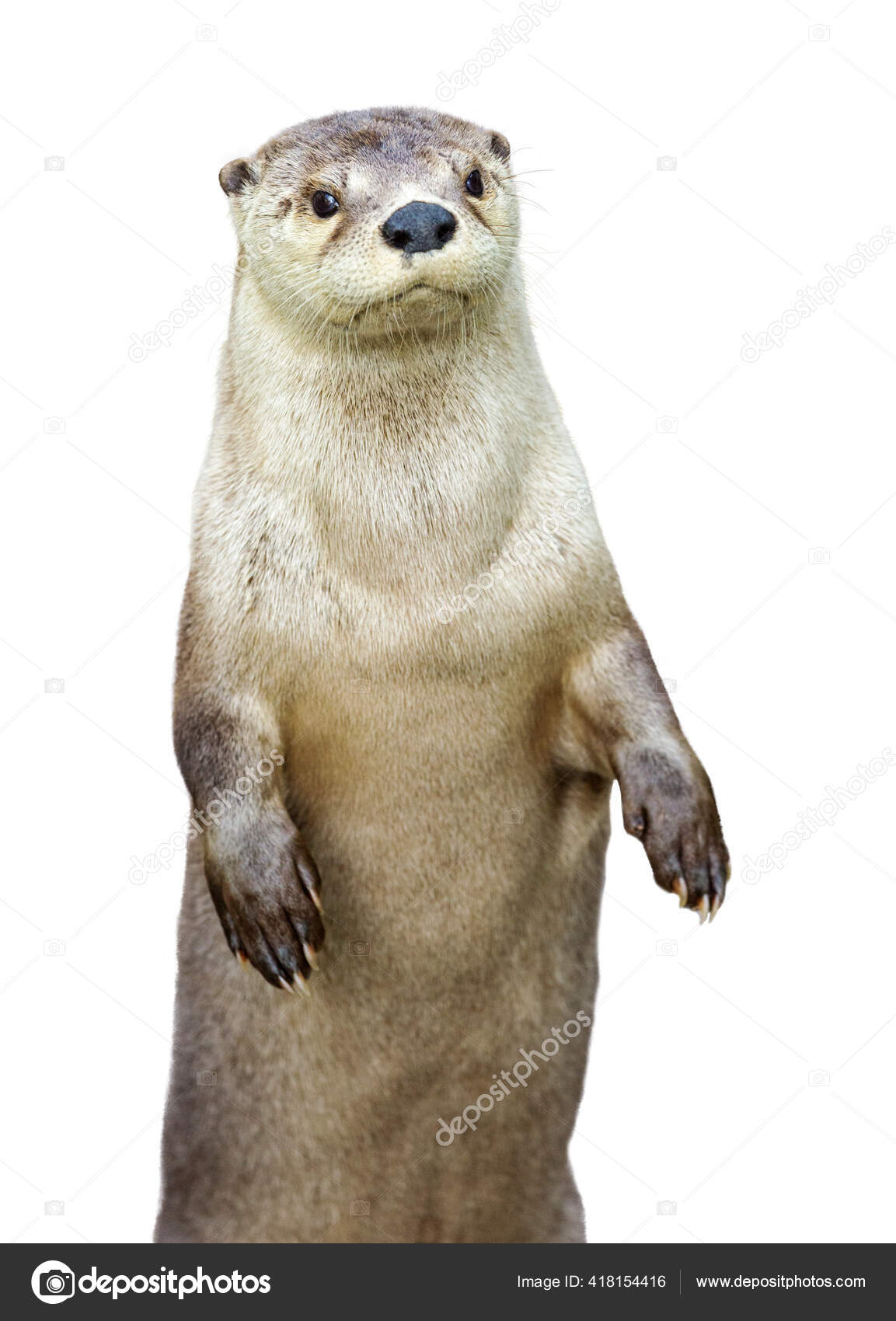 1153x1700   коричневый грызун бесплатное изображение | Peakpx