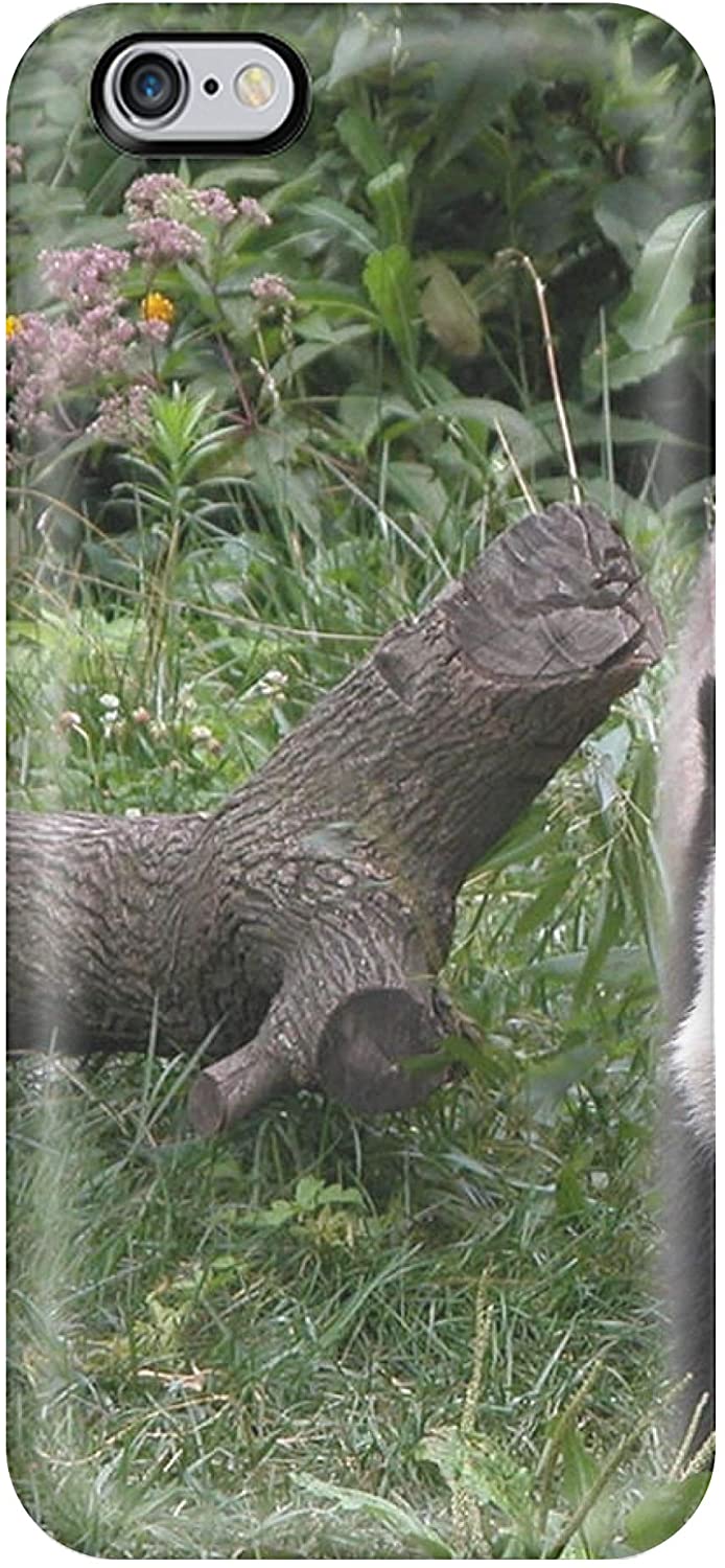 694x1500  1824 Glutten Skunk Grison-KJ Brodtmann Litografia coloreadas Folio de mano | eBay