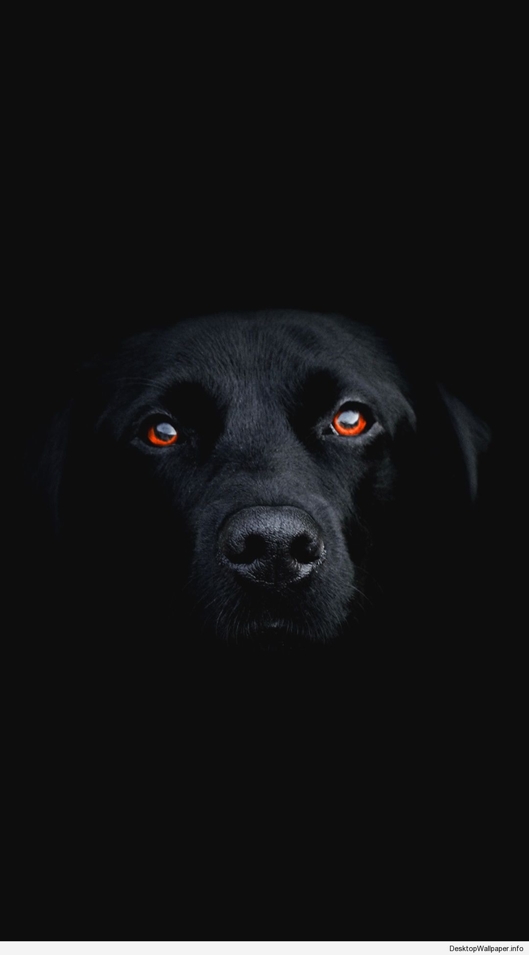 1080x1948 Labrador Dog Hd Обои - 1125x2436 - Скачать HD обои - WallpaperTip