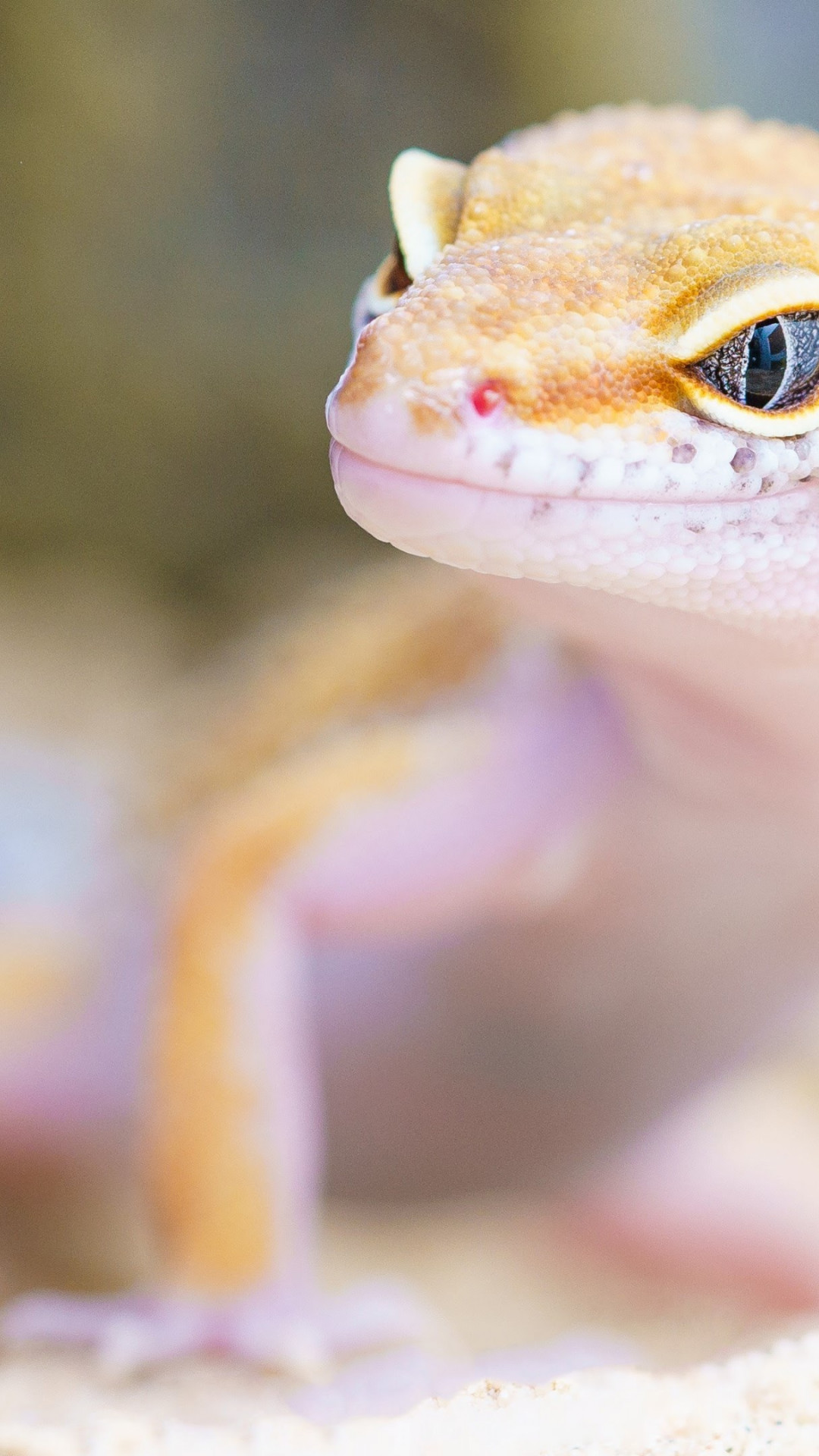1080x1920   Gecko Eye wallpaper от GeckoFire - 8c - Бесплатно на ZEDGE ™ 