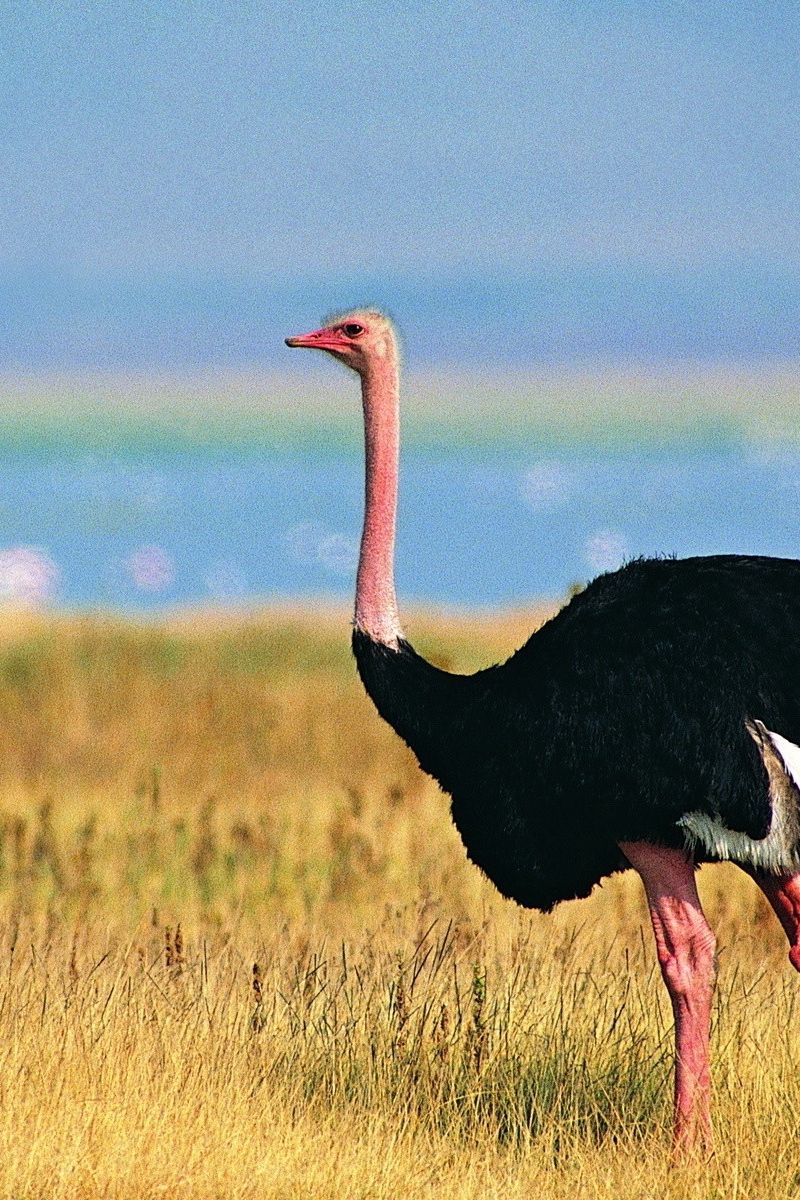 800x1200   Страусиные обои - Лучшие бесплатные страусиные фоны - WallpaperAccess