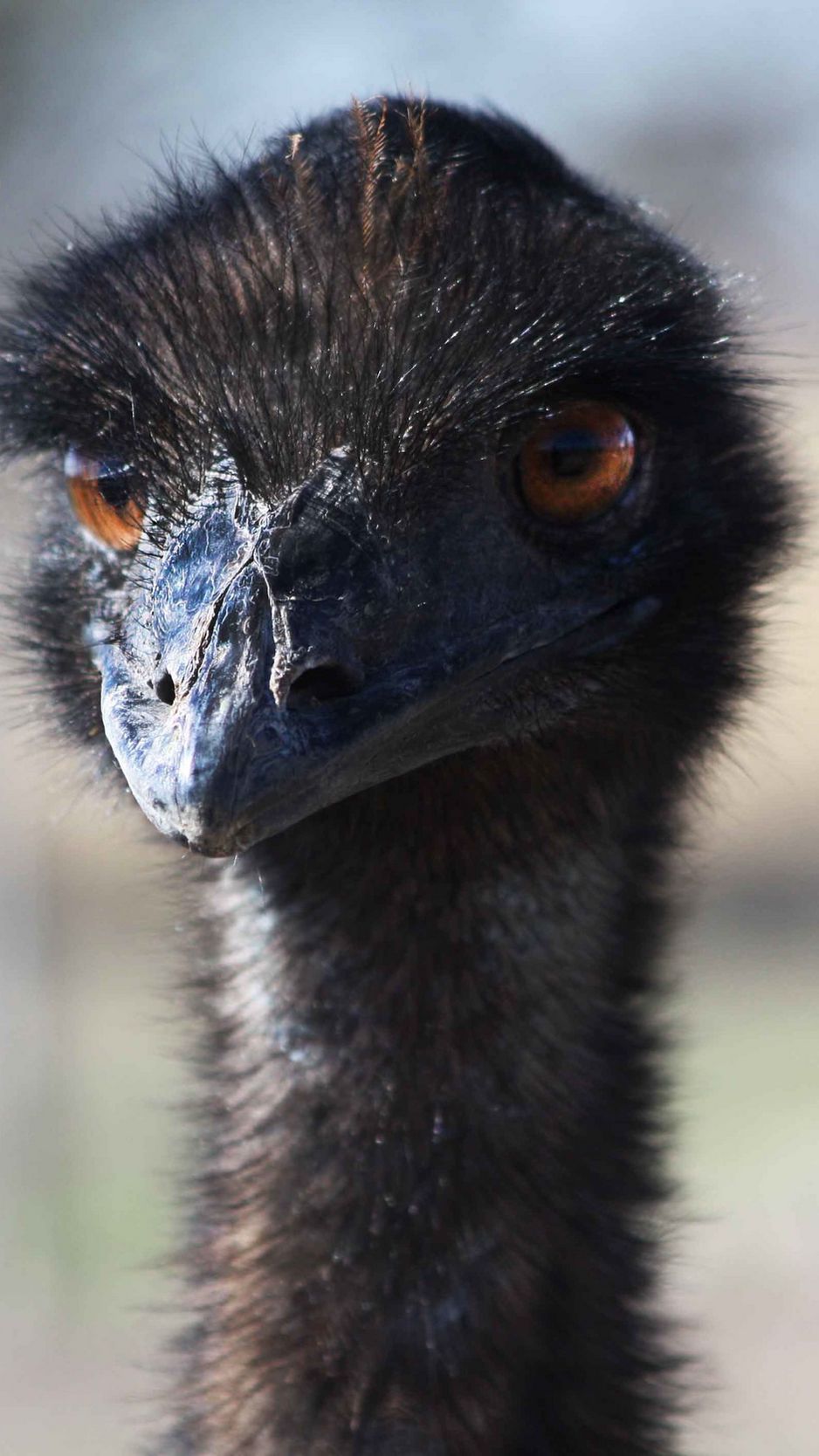 938x1668   Скачать обои 938x1668 страус птица голова клюв iphone 8/7 / 6s / 6 для параллакса hd фон 