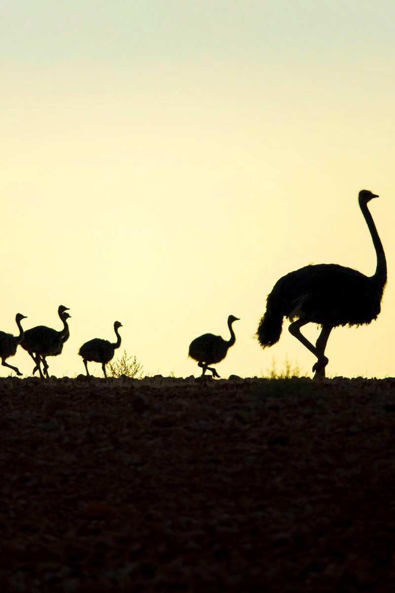 800x1200   Группа птиц и закат красивые HD картинки мобильные обои - Обои для мобильного 