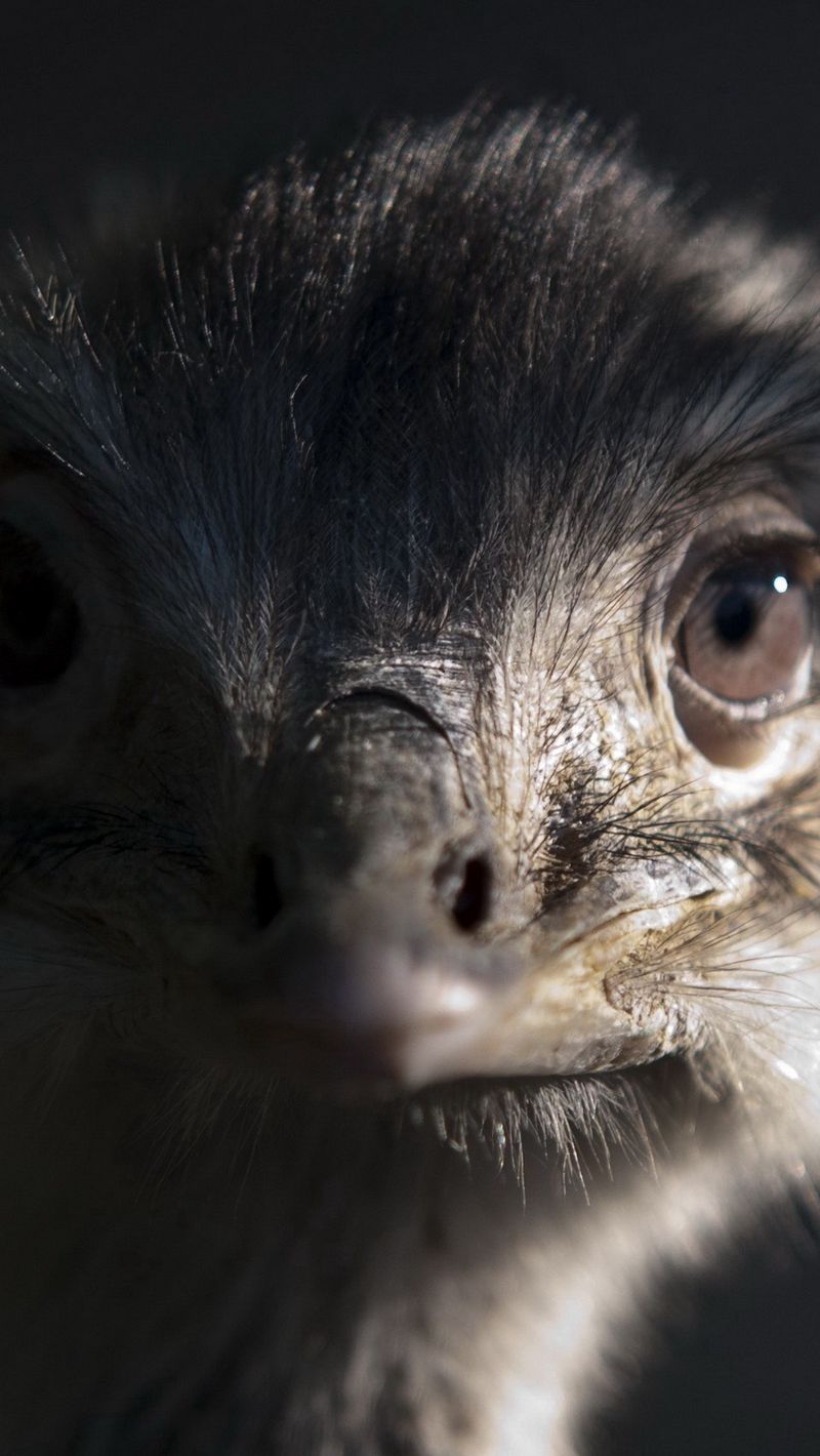 800x1420   Младенцы страуса Обои 4K 5K Фон | HD обои Фон 