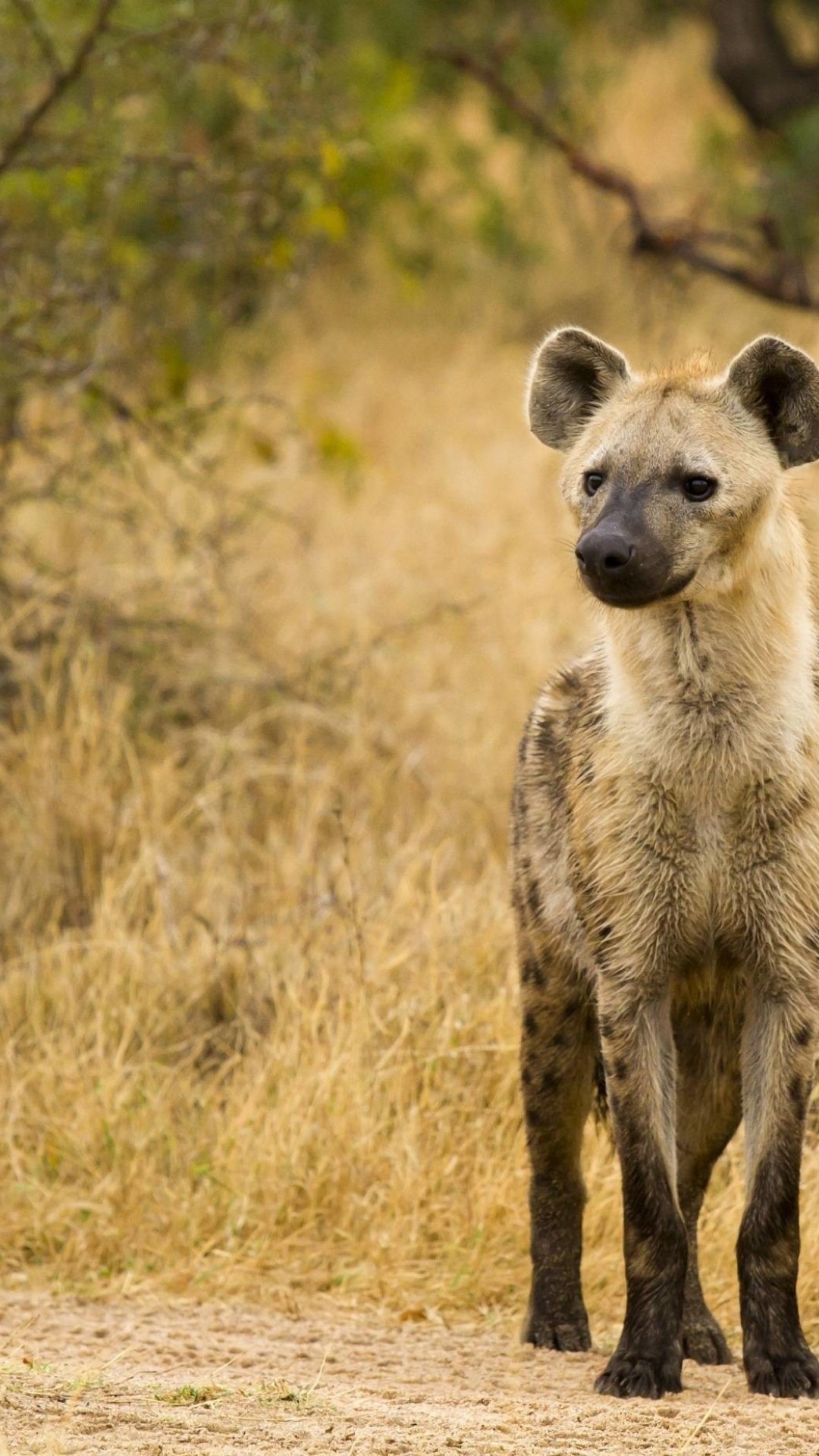 1080x1920  Download 1080x1920 Hyena Predator Wild Wallpapers для iPhone 8 iPhone 7 Plus iPhone 6+ Sony Xperia Z HTC One - WallpaperMaiden