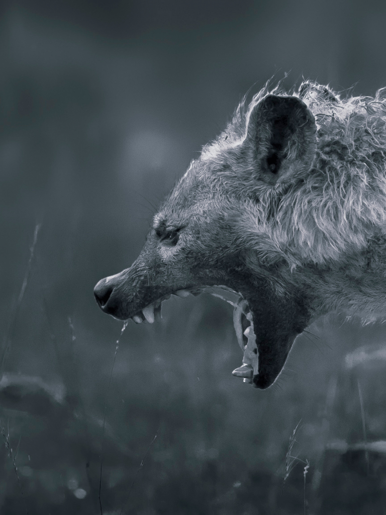 768x1024   Бесплатно скачать обои Животные Гиена [2048x1152] для рабочего стола Мобильный \ u0026 Tablet | Исследуйте 72+ Гиены Обои | Гиена Фон Гиена Wallpape