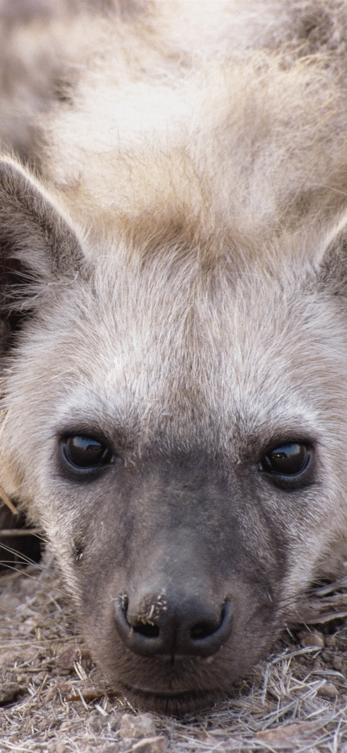 1125x2436   Скачать обои 800x1280 гиены пара хищников samsung galaxy note gt-n7000 meizu mx2 hd фон 