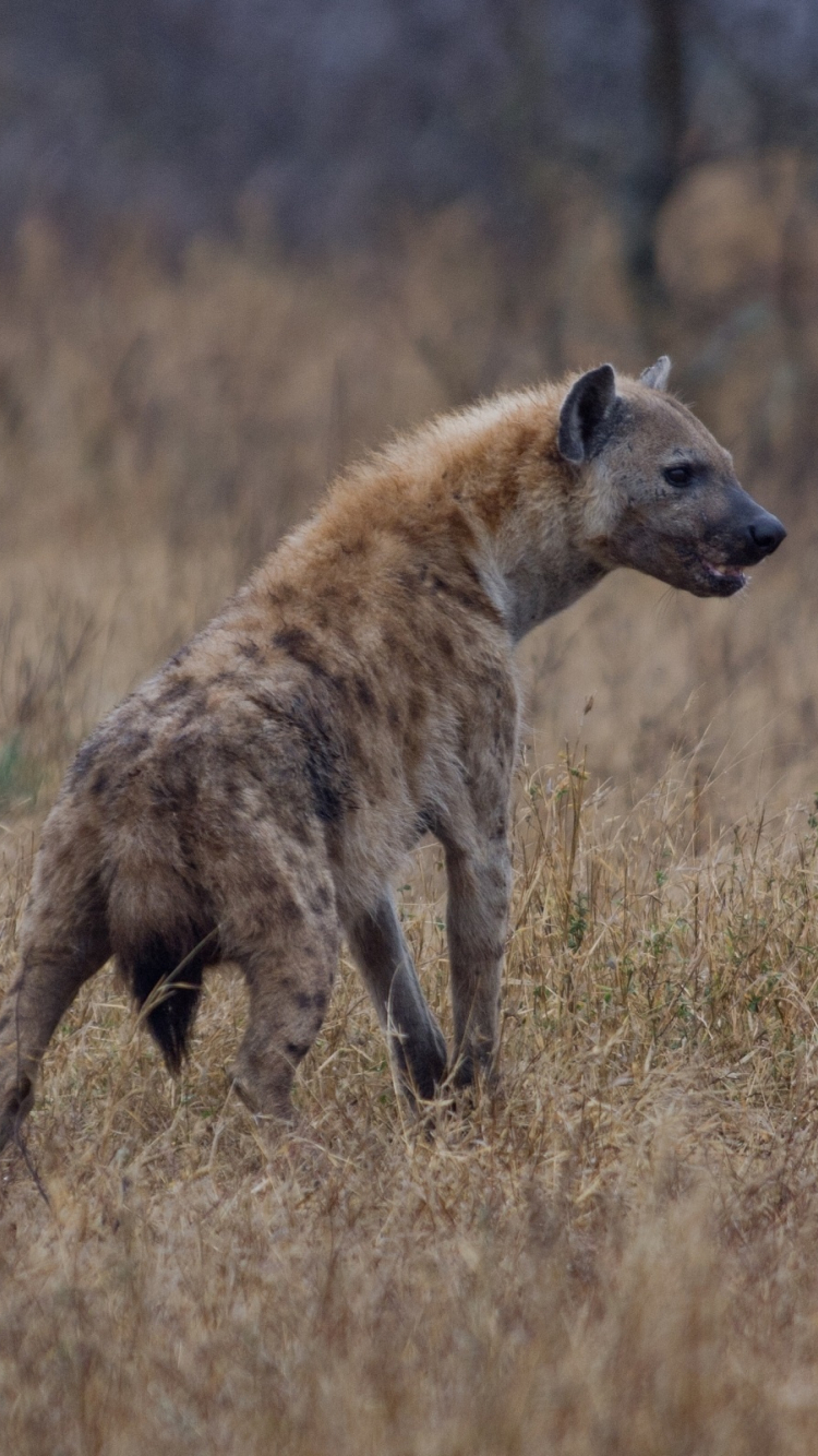 750x1334   Дикие Собаки Обои - Обои Пещера