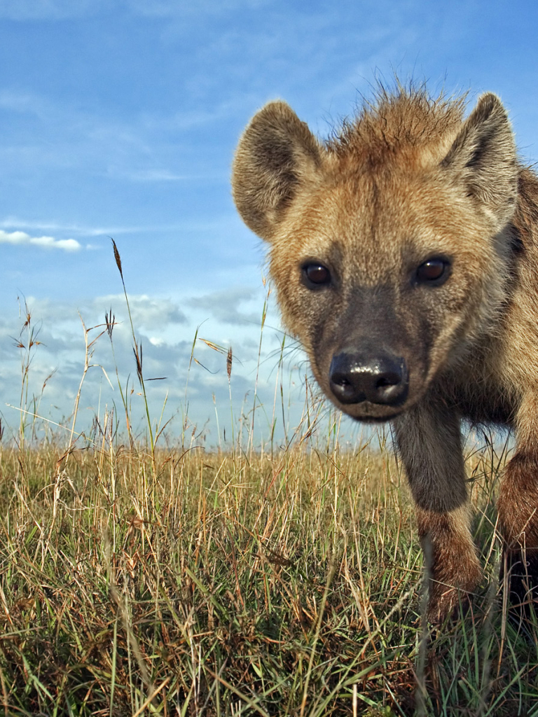 768x1024  Spotted Hyena Png \ u0026 Free Spotted Hyena.png Прозрачные изображения # 135460 - PNGio