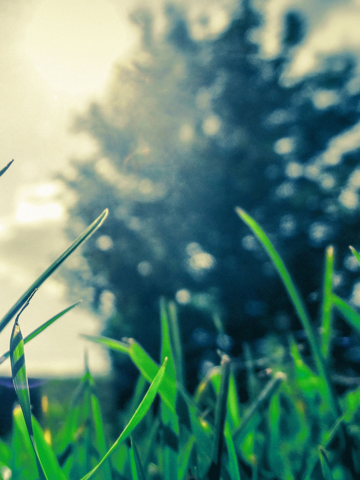 1200x1600   Ant Perspective Mobile Wallpaper - Mobiles Wall