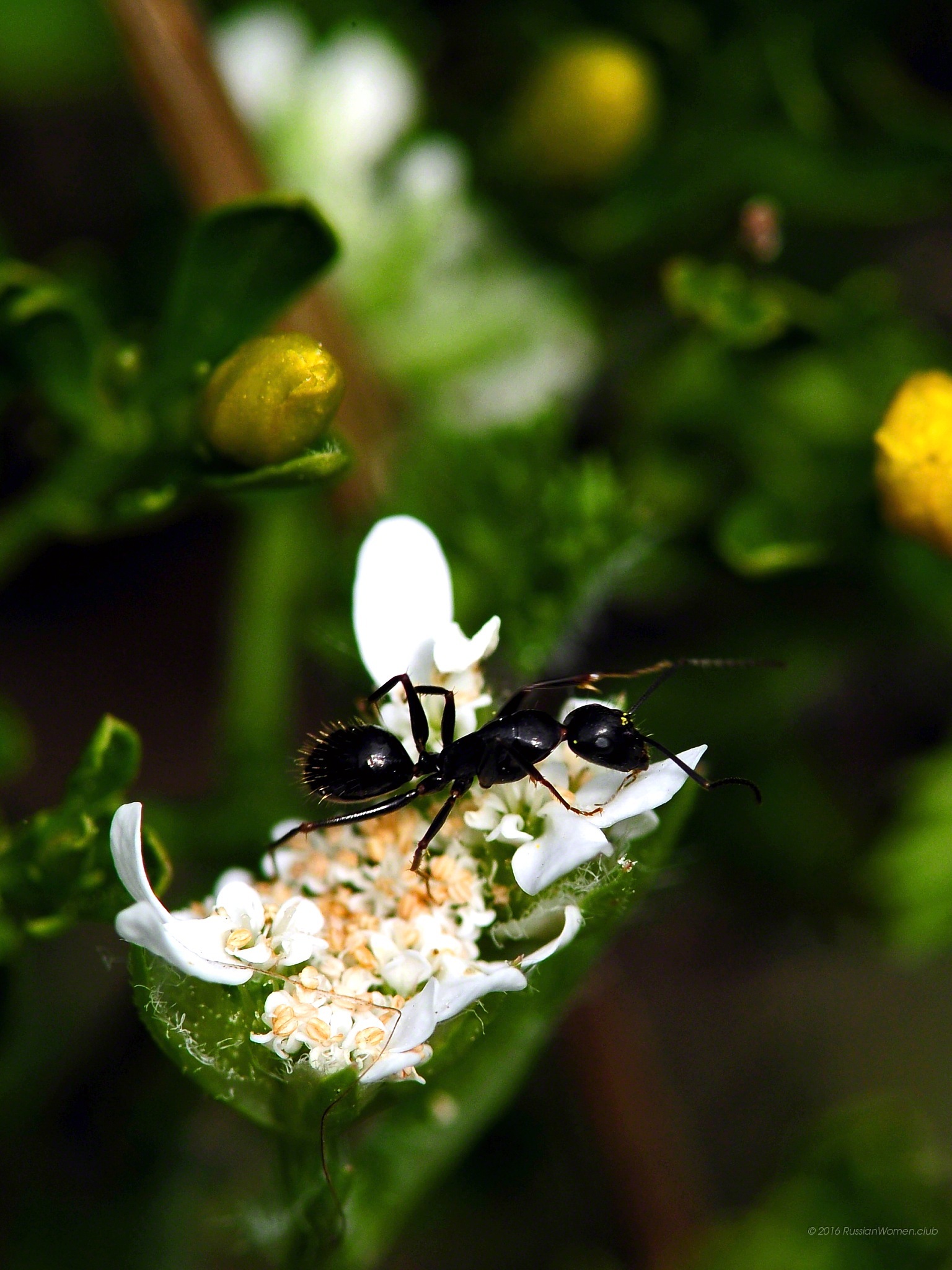 1536x2048  Apple iPad Pro 9.7 Фон: 1536x2048 обои. Свободный. 263