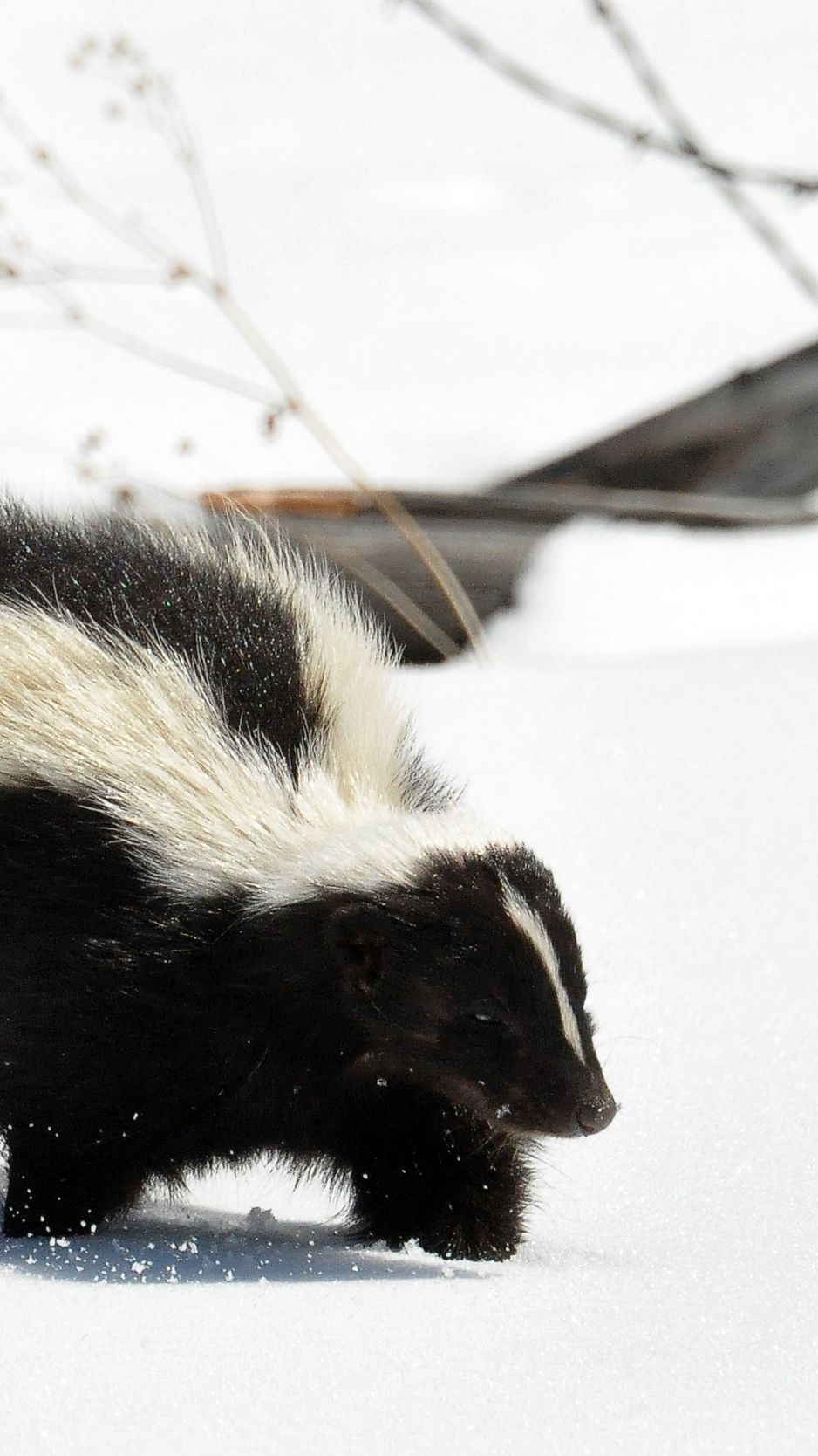 938x1668   Skunk Wallpapers - Лучшие бесплатные фоны Skunk - WallpaperAccess