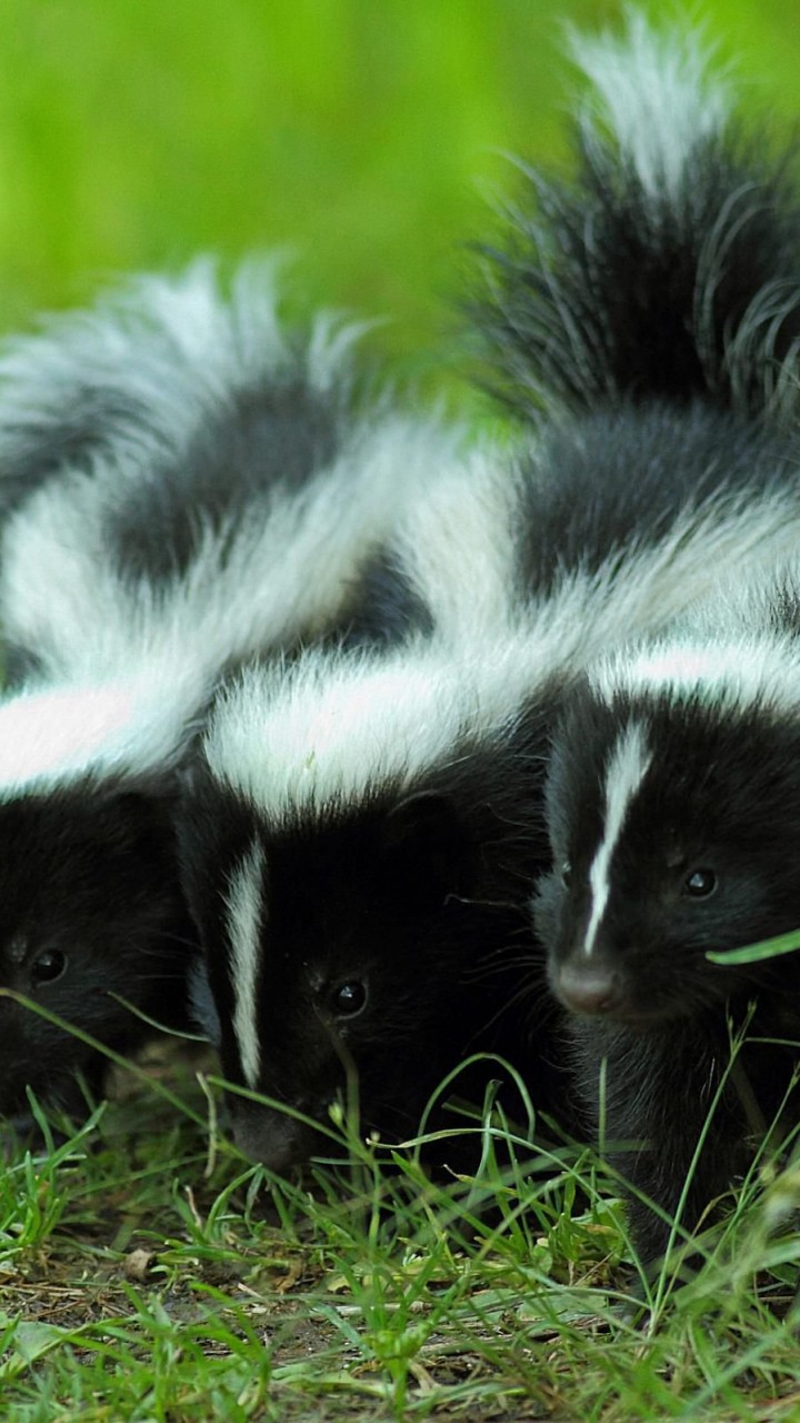 720x1280  Skunk Wallpaper HD 79594 - Baltana