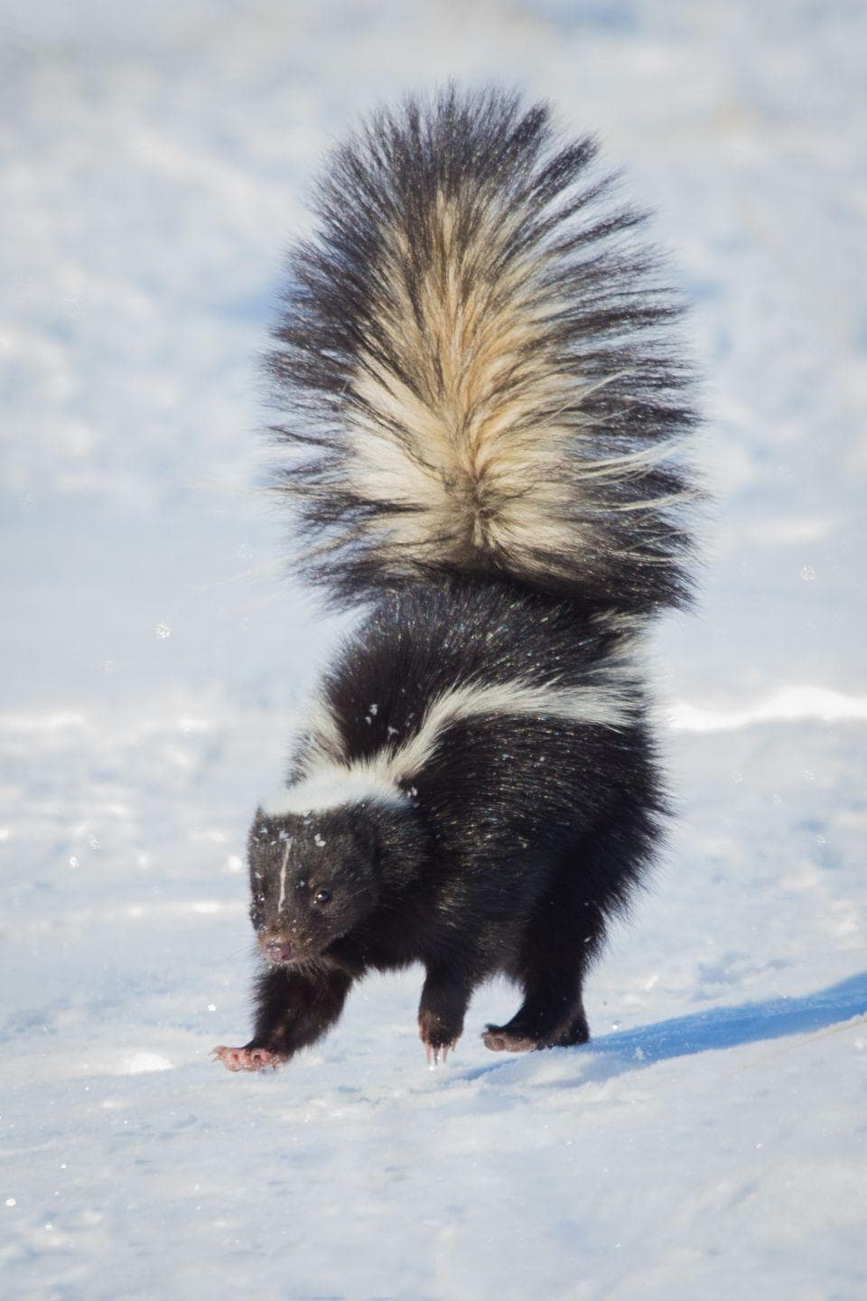 960x1440  Skunk HD обои | 7wallpapers.net 