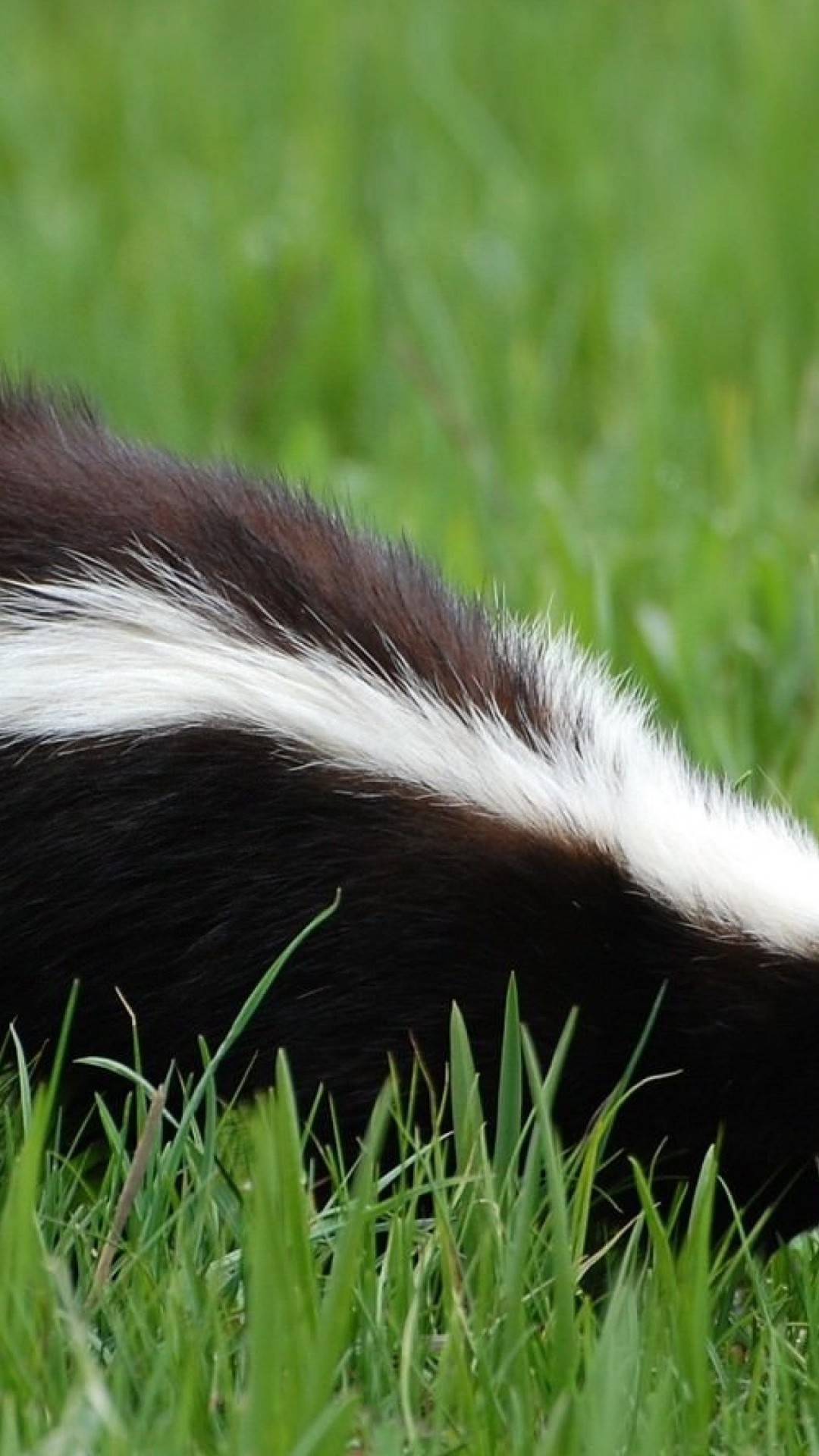 1080x1920   Skunk Wallpaper 4096x2160 68208 - Baltana