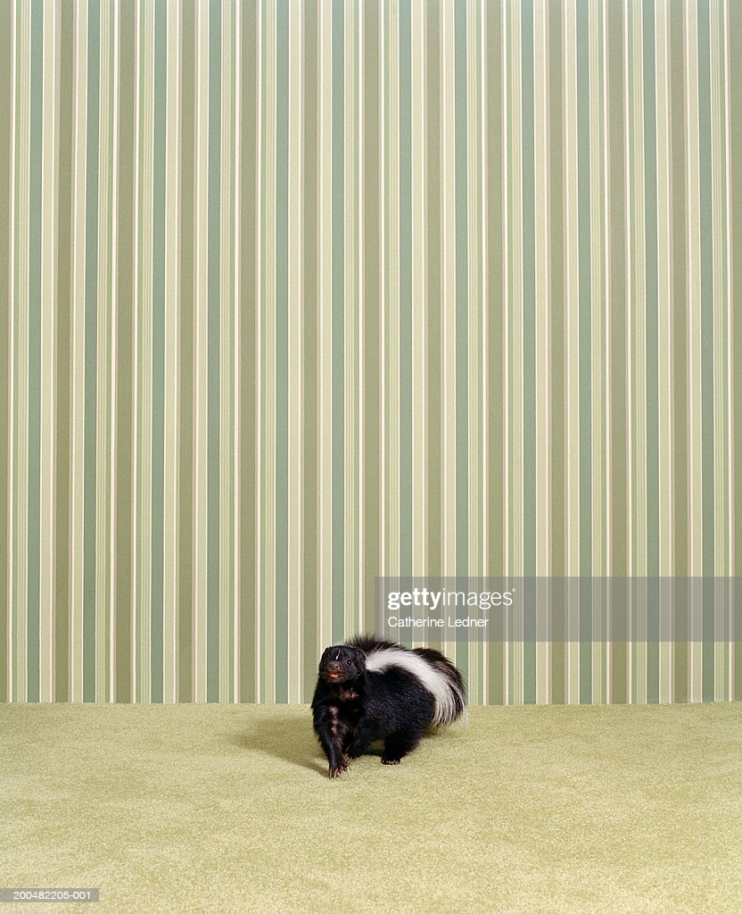 832x1024  Skunk On Carpet Wallpaper Background High-Res Stock Фото - Getty Images