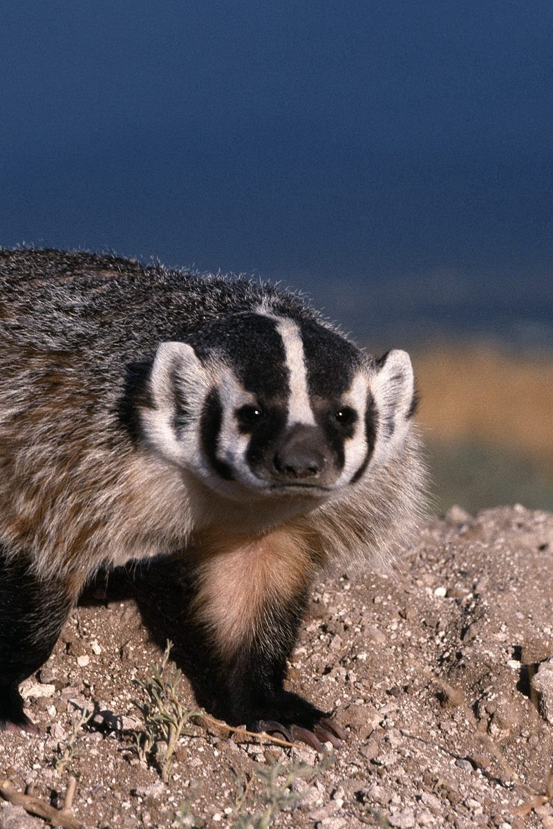 800x1200  Download wallpaper Cave