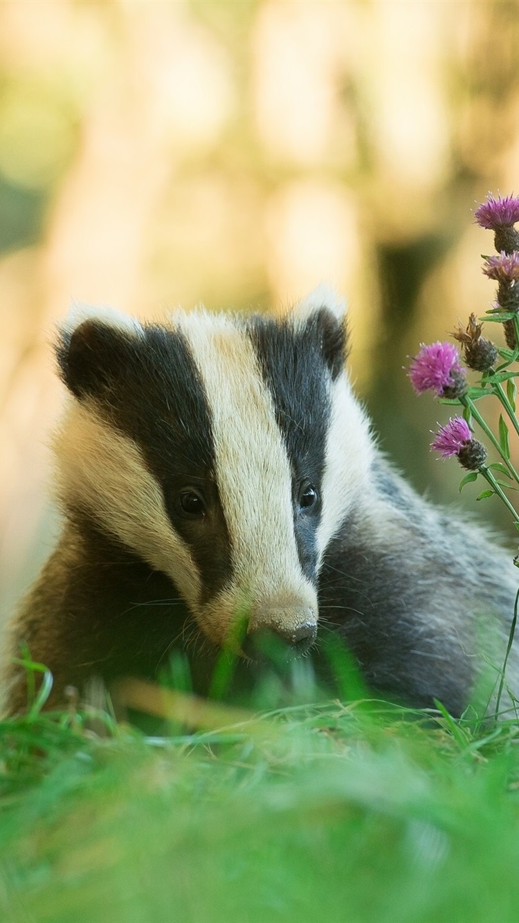 750x1334  Wisconsin Badger Обои Группа (48 +) 