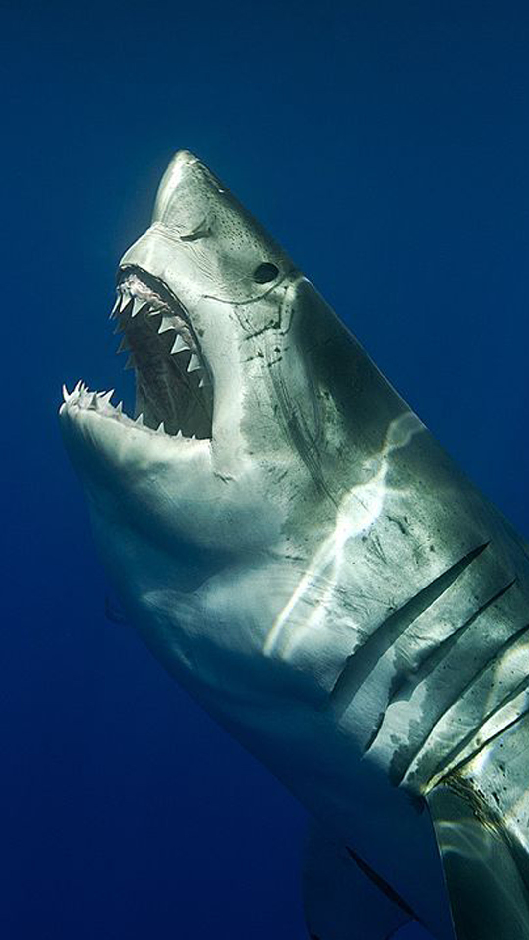 Акулы фото самые. Большая белая акула (great White Shark). Кархародон Кархариас. Акулы МЕГАЛОДОН great White. МЕГАЛОДОН National Geographic.