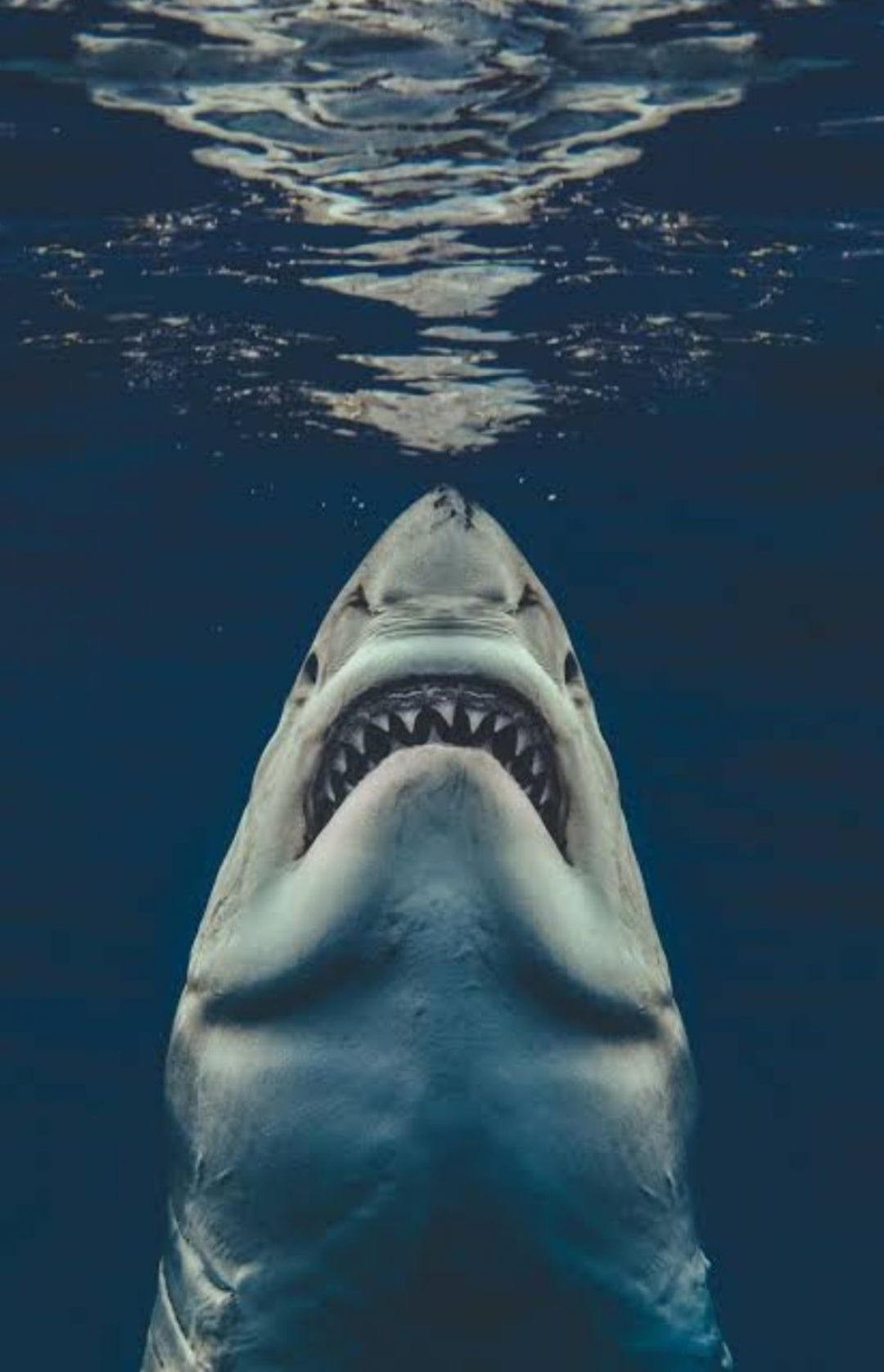 1080x1677   ✅ [35+] Great White Shark - Android iPhone Desktop HD Backgrounds / Wallpapers (1080p 4k) (1080x1677) (2021) 