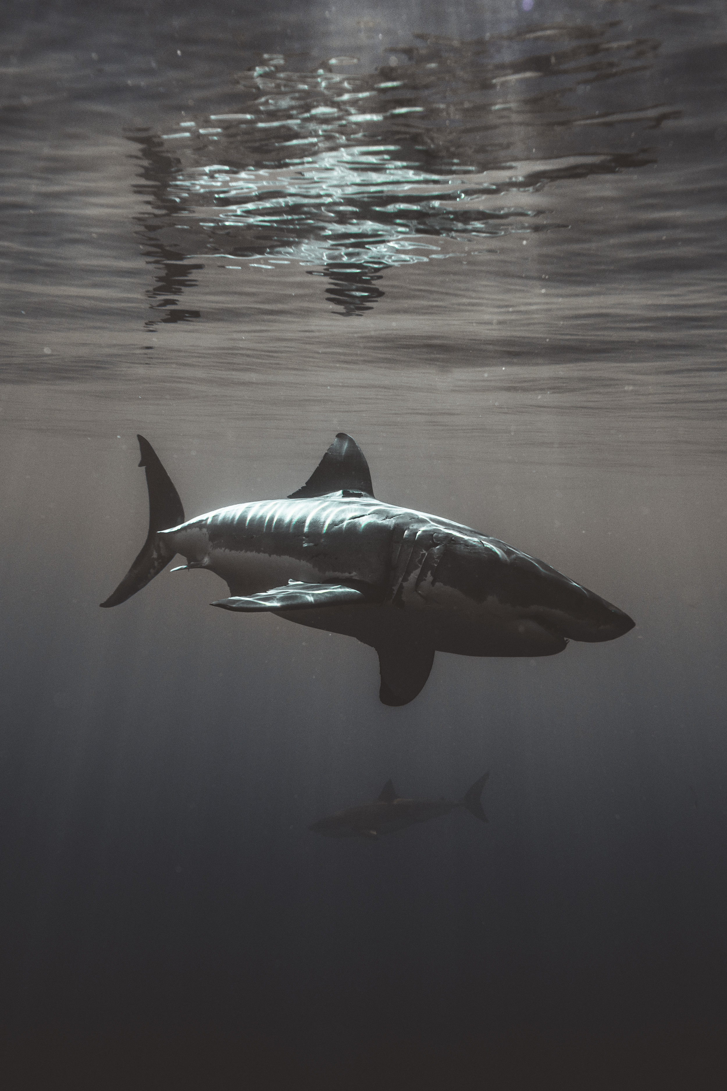 2500x3750   Потрясающие фотографии показывают крупных белых вблизи на кормовом месте «Shark Buffet» у побережья Мексики 