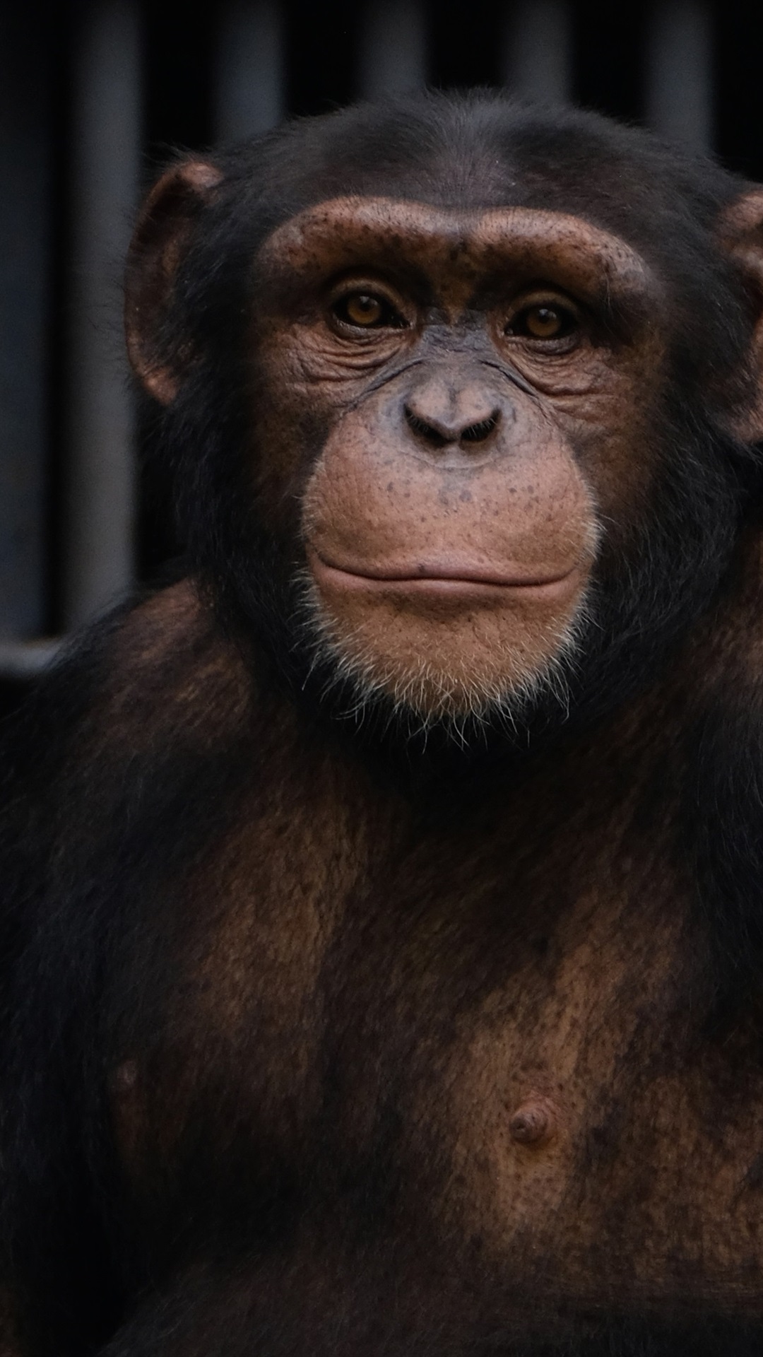 1080x1920  Chimpanzee Pictures | Скачать бесплатные изображения на Unsplash