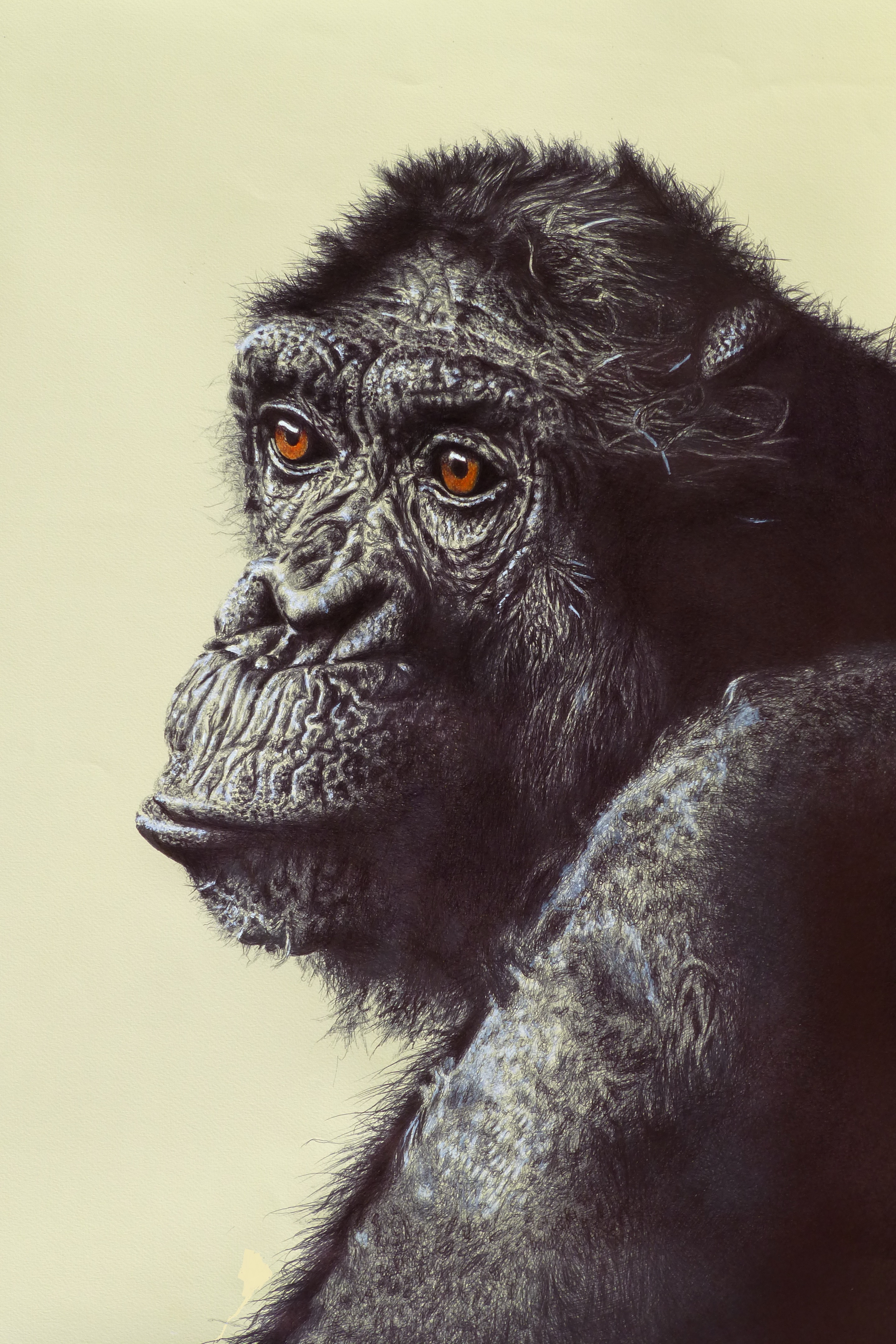 2880x4320  Загрузки - Шимпанзе 