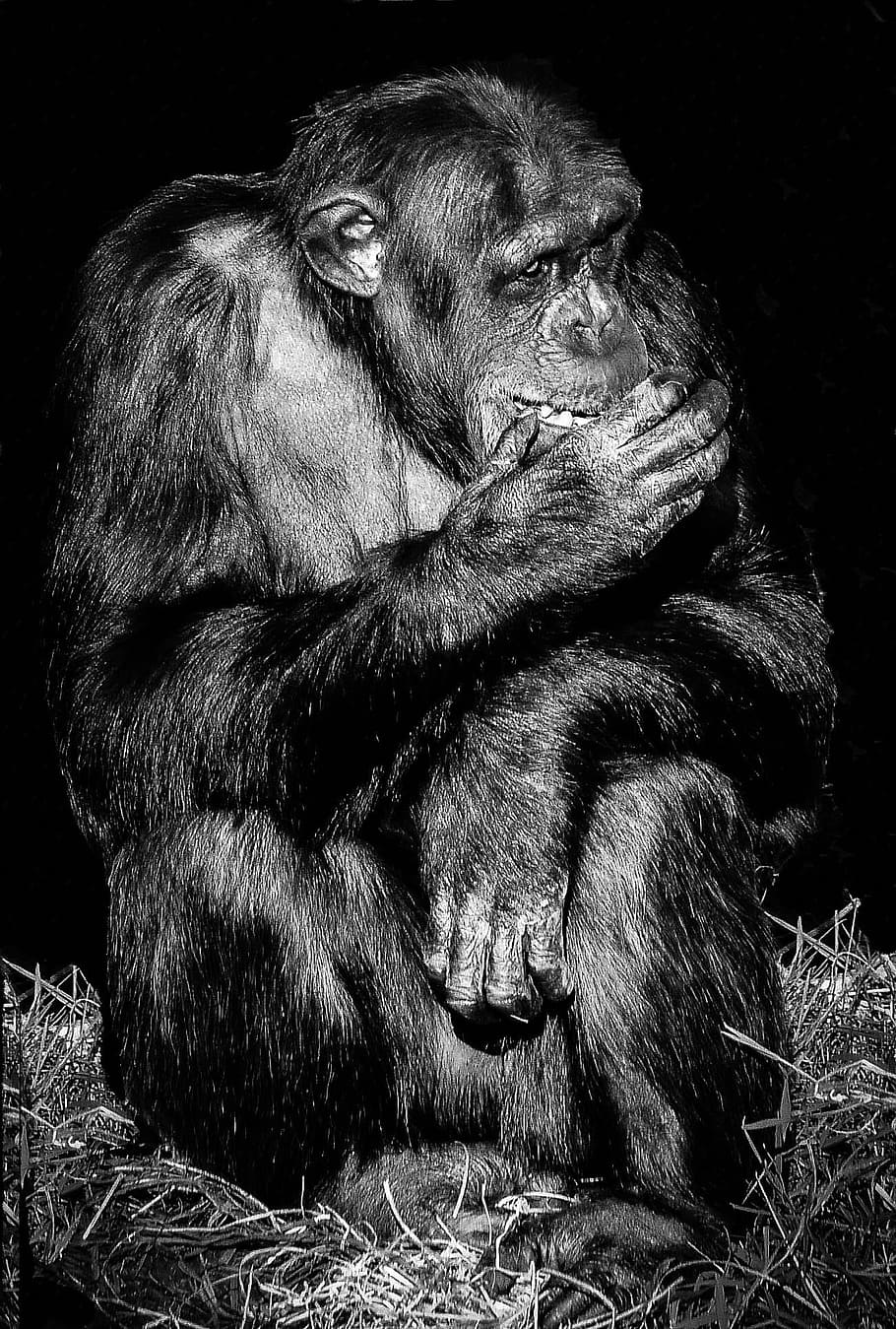 910x1349   ? Монохромные животные шимпанзе wallpaper | (117178) 