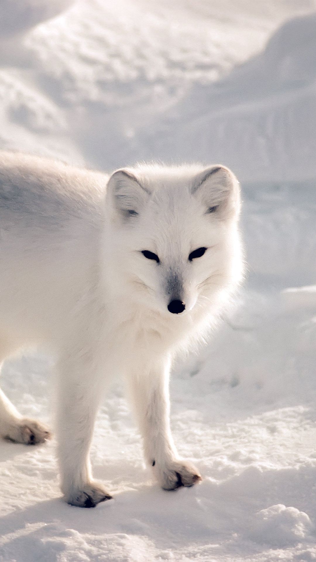 1080x1920  White Artic Fox Snow Winter Animal iPhone 6 Скачать обои | Обои для iPhone Обои для iPad Универсальное скачивание… | Снежные животные Зимние животные Арктические животные