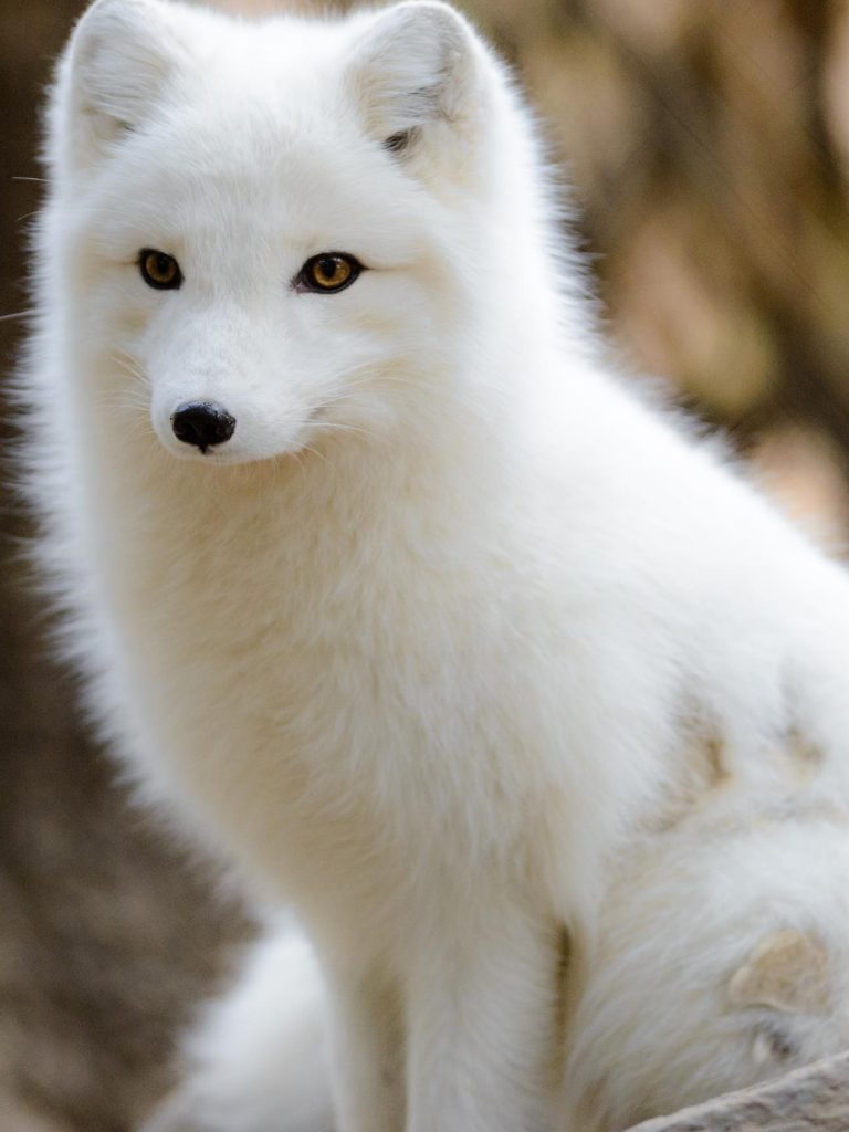 768x1024  Arctic fox Animal Wallpaper animal arctic wallpaper