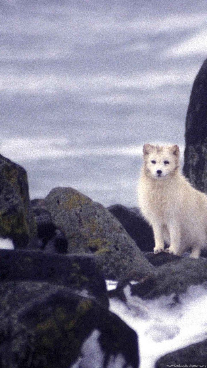 720x1280  Arctic Fox Iphone Wallpaper | Обои для iPhone Песец Детеныш песца 