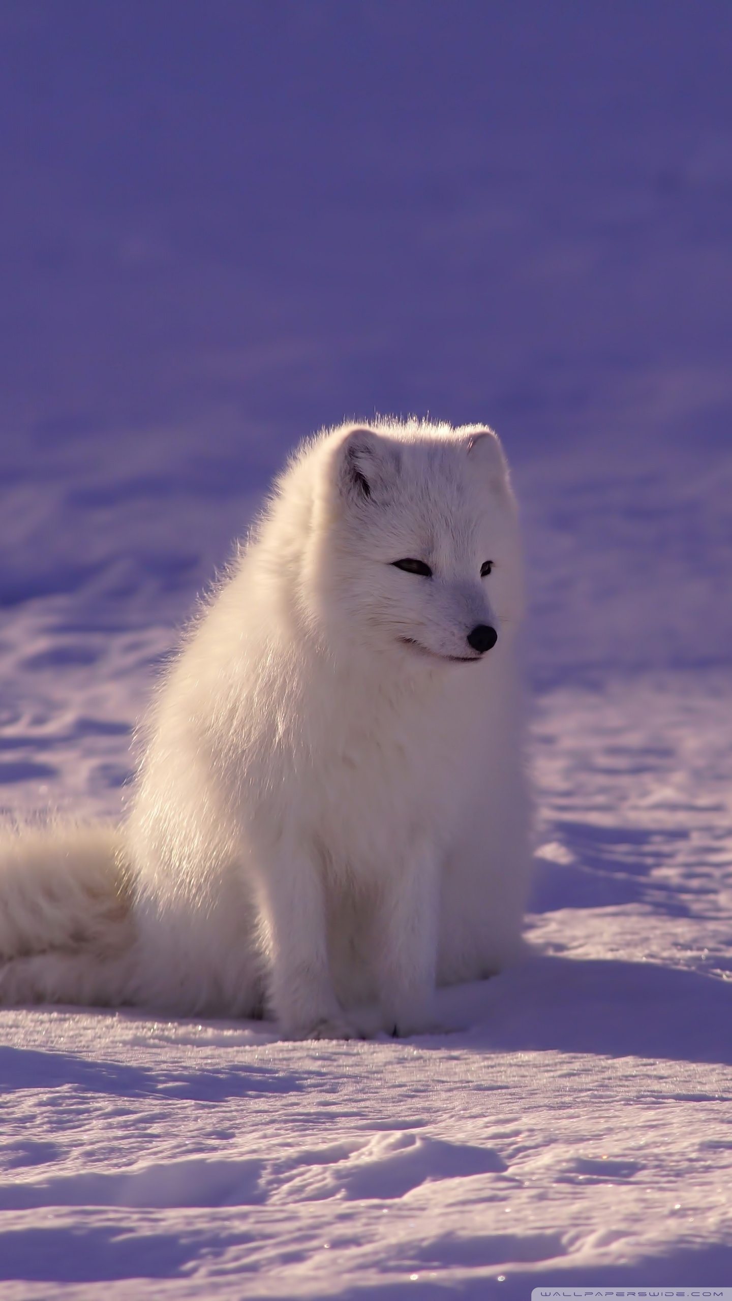 1440x2560   Обои для рабочего стола Arctic Fox Ultra HD для 4K UHD TV: широкоэкранный \ UltraWide Desktop \ u0026 Ноутбук: Multi Display Dual \ Triple Monitor: Tablet : Smartphone