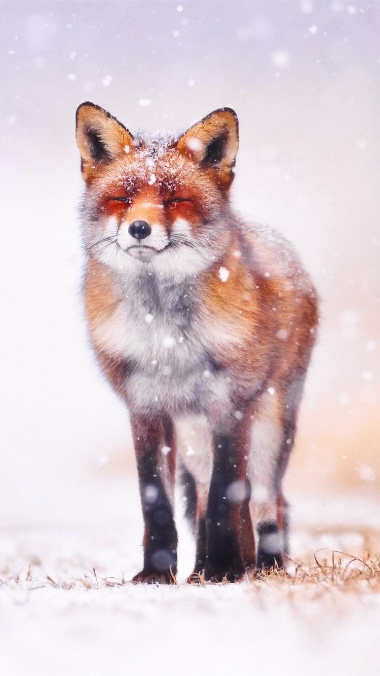 750x1334  Winter Fox Wallpaper Iphone - 750x1334 Wallpaper - teahub.io 