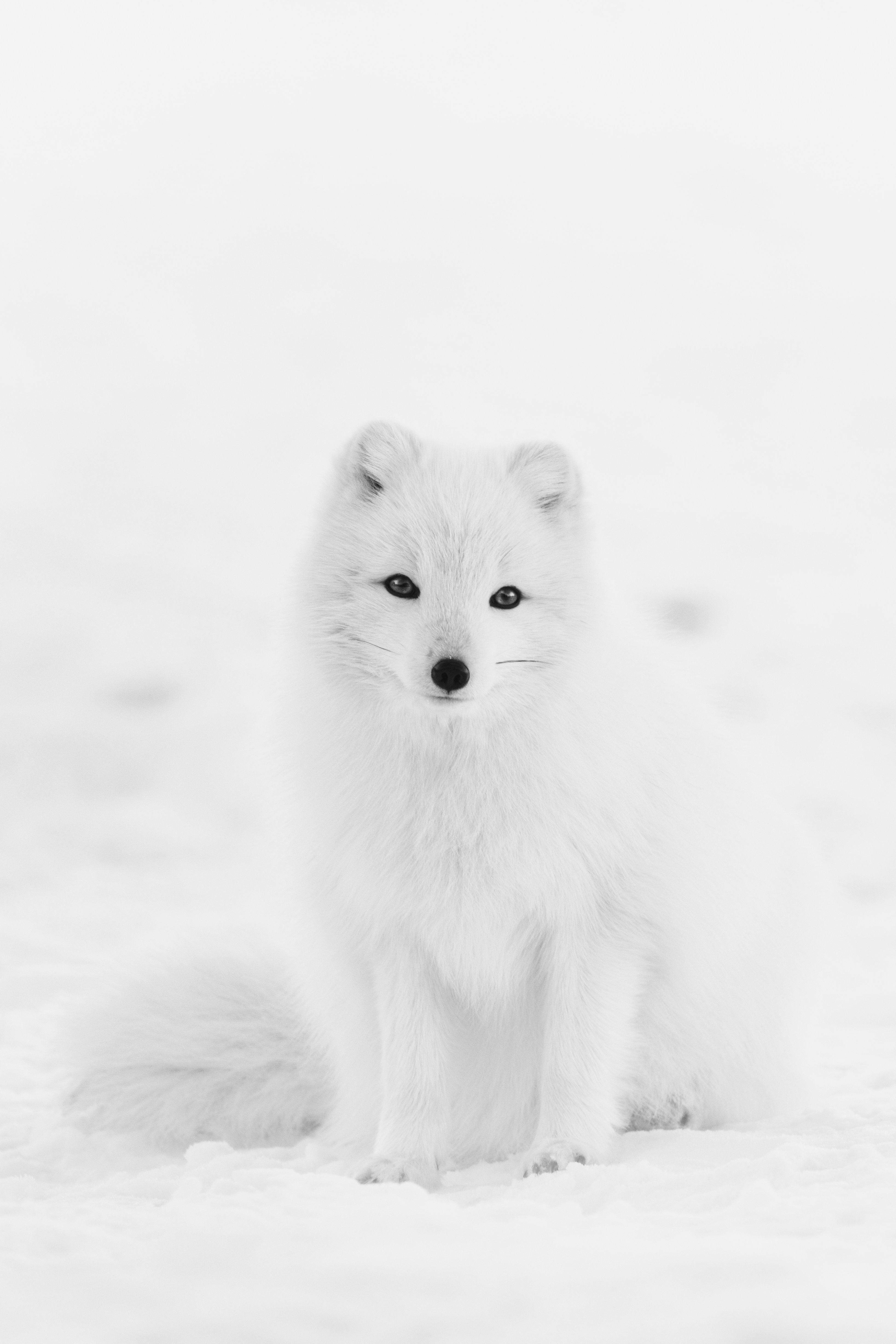3275x4912   Animal / Arctic Fox (1080x1920) ID обоев: 797346 - Mobile Abyss