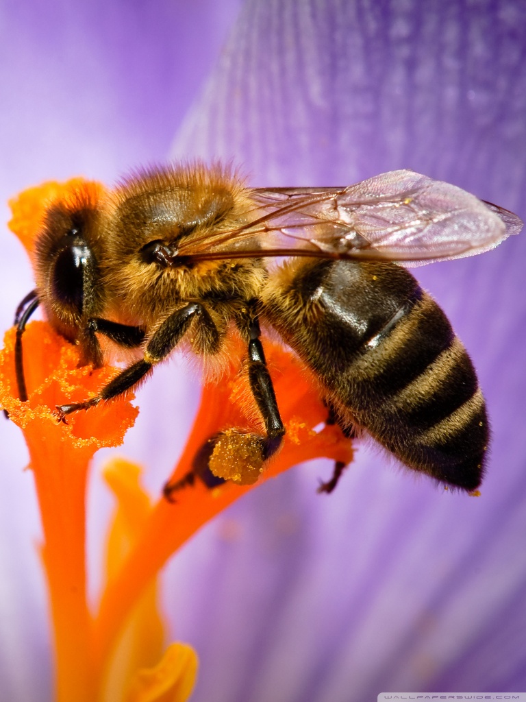 768x1024  Honey Bee Ultra HD Обои для рабочего стола для 4K UHD TV: многоэкранный двойной монитор: планшет: Smartphone