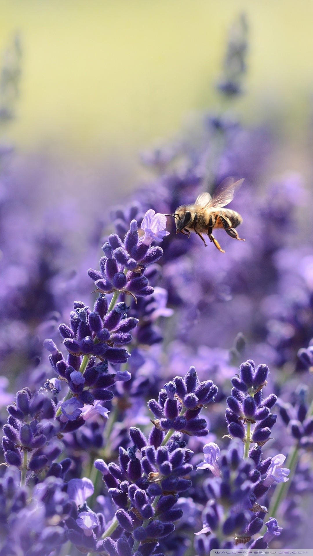 1080x1920  lavender wallpaper 45 - 1080x1920 пикселей - WallpaperPass