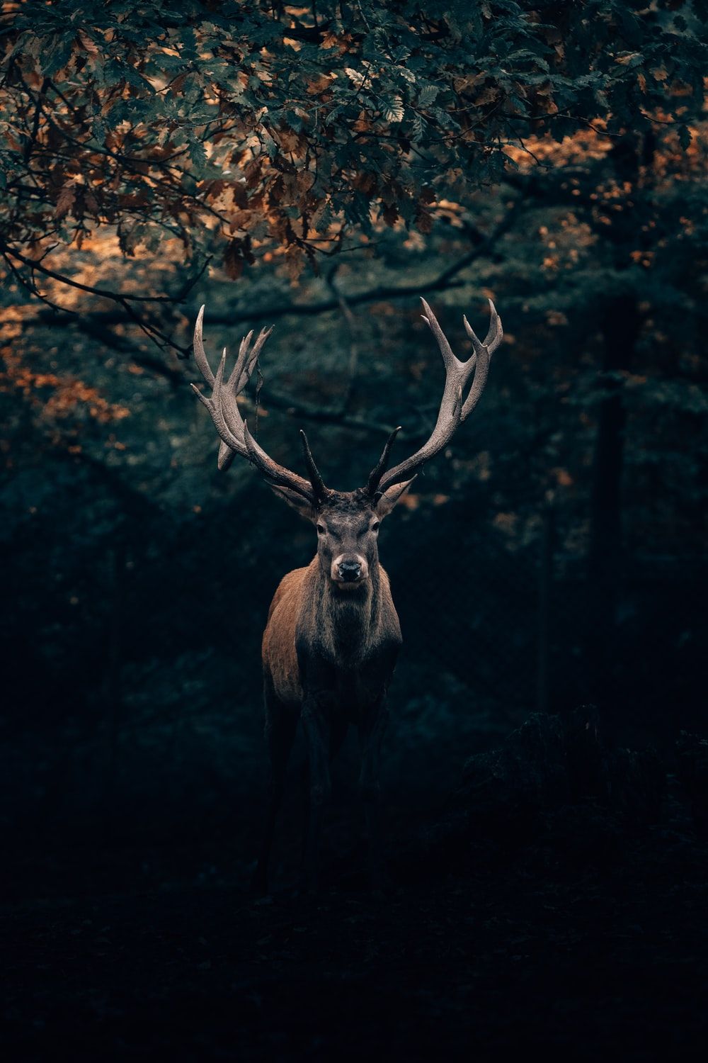 1000x1500  Deer Wallpapers - Лучшие бесплатные фоны с оленями - WallpaperAccess