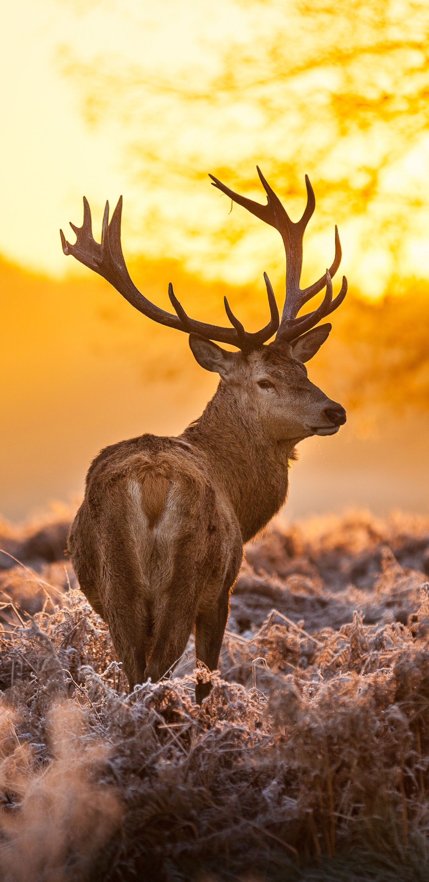 1440x2960  Deer - Лучшие бесплатные фоны с оленями для iPhone - WallpaperAccess