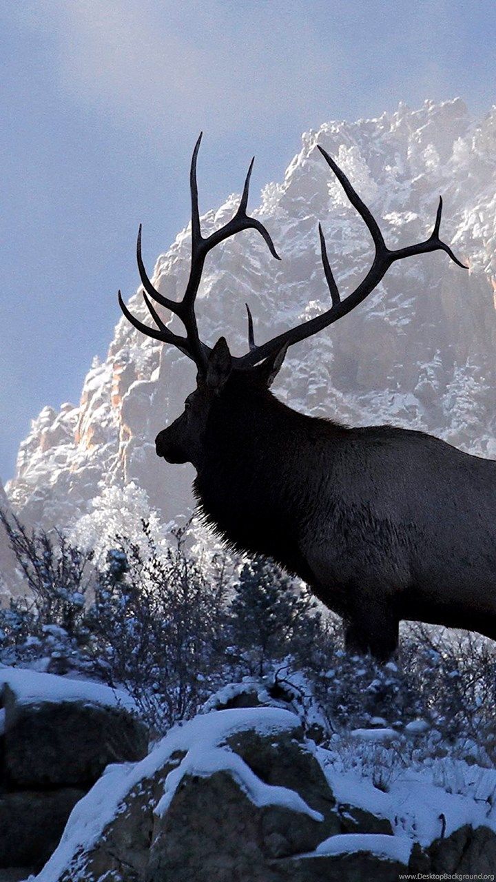 720x1280   Fantasy / Deer (720x1280) ID обоев: 685936 - Mobile Abyss