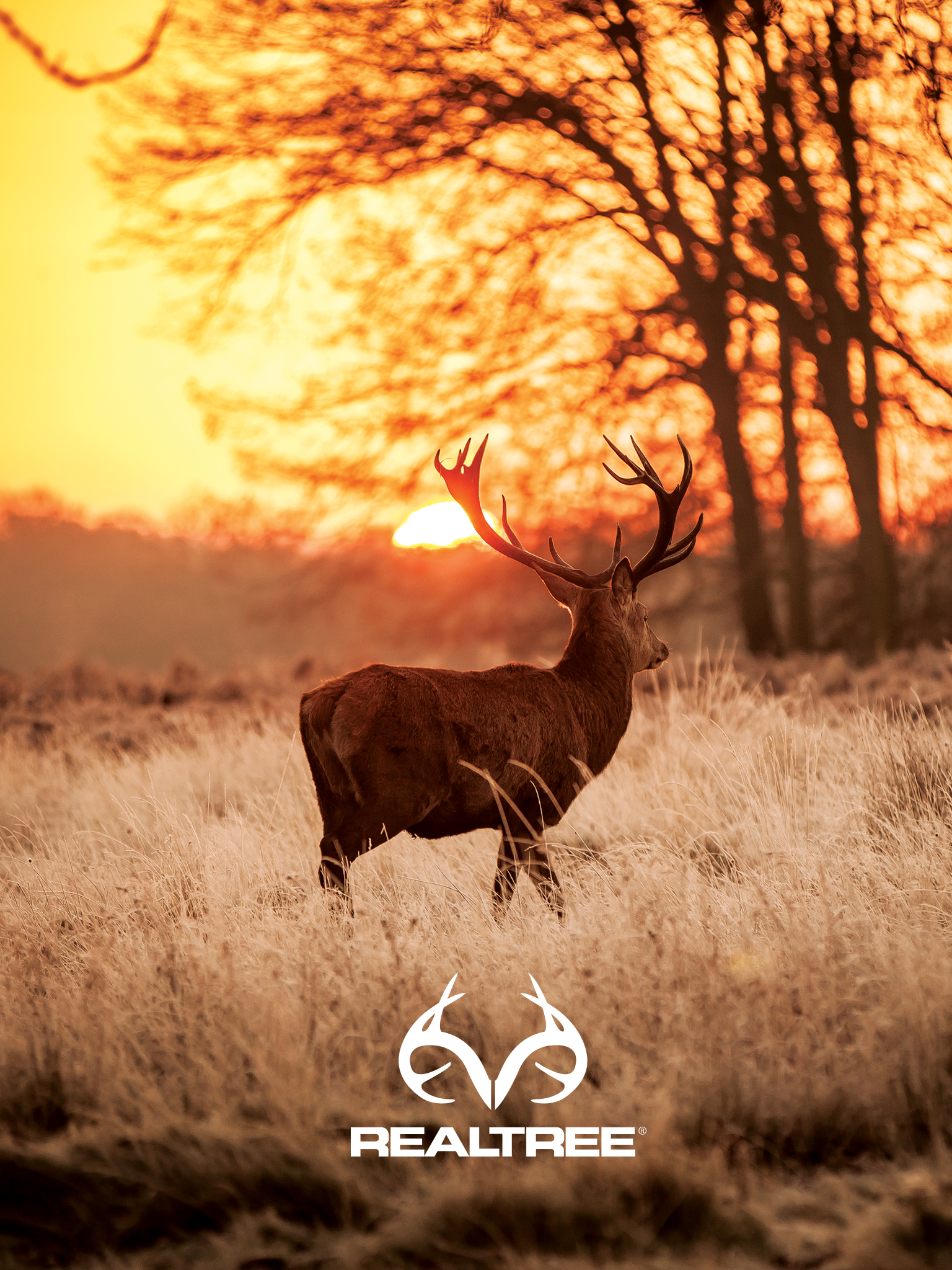 1536x2048  Deer Обои: Скачать бесплатно HD [500+ HQ] | Unsplash 