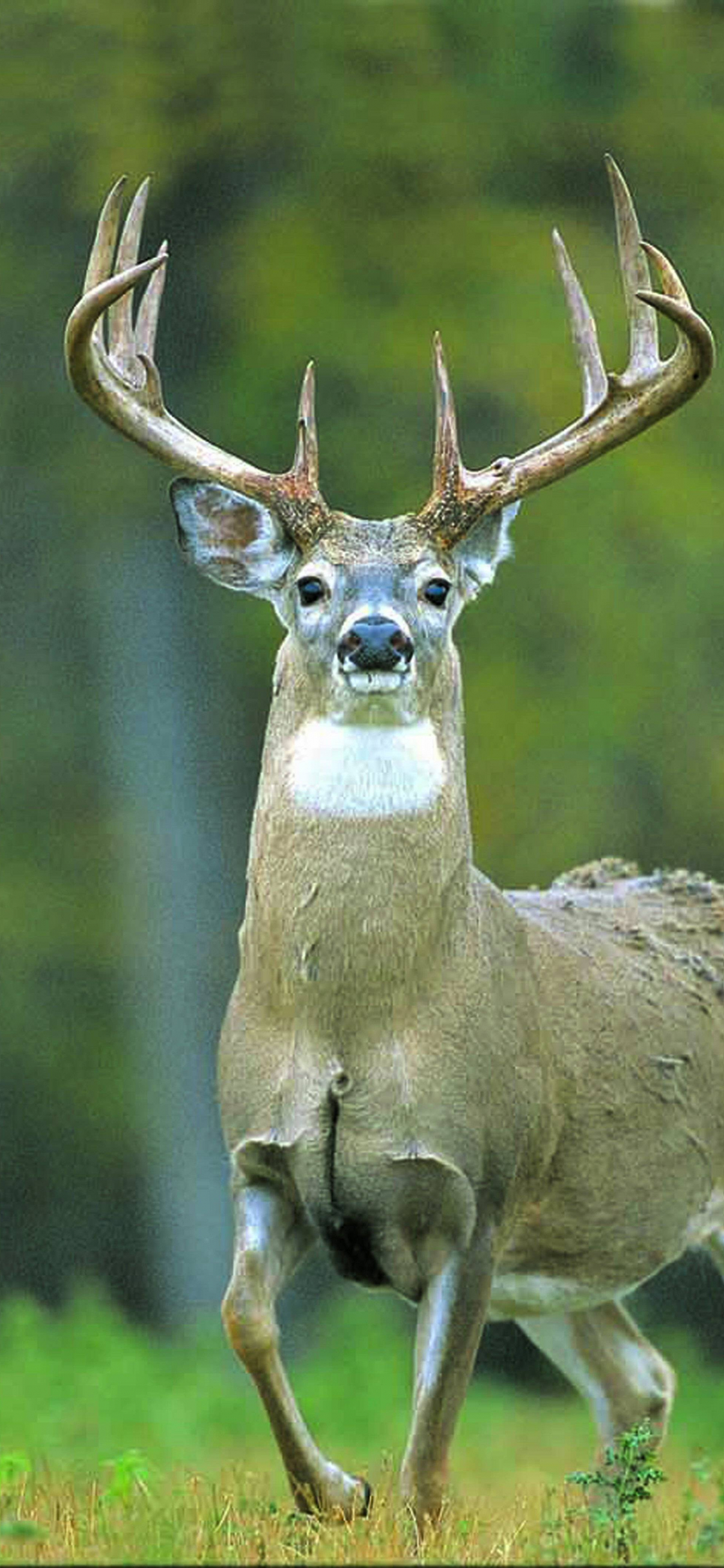 1125x2436  Best 57+ Deer Screen Backgrounds на бедре Обои с оленями Рождественские обои с оленями и обои с черепом оленя