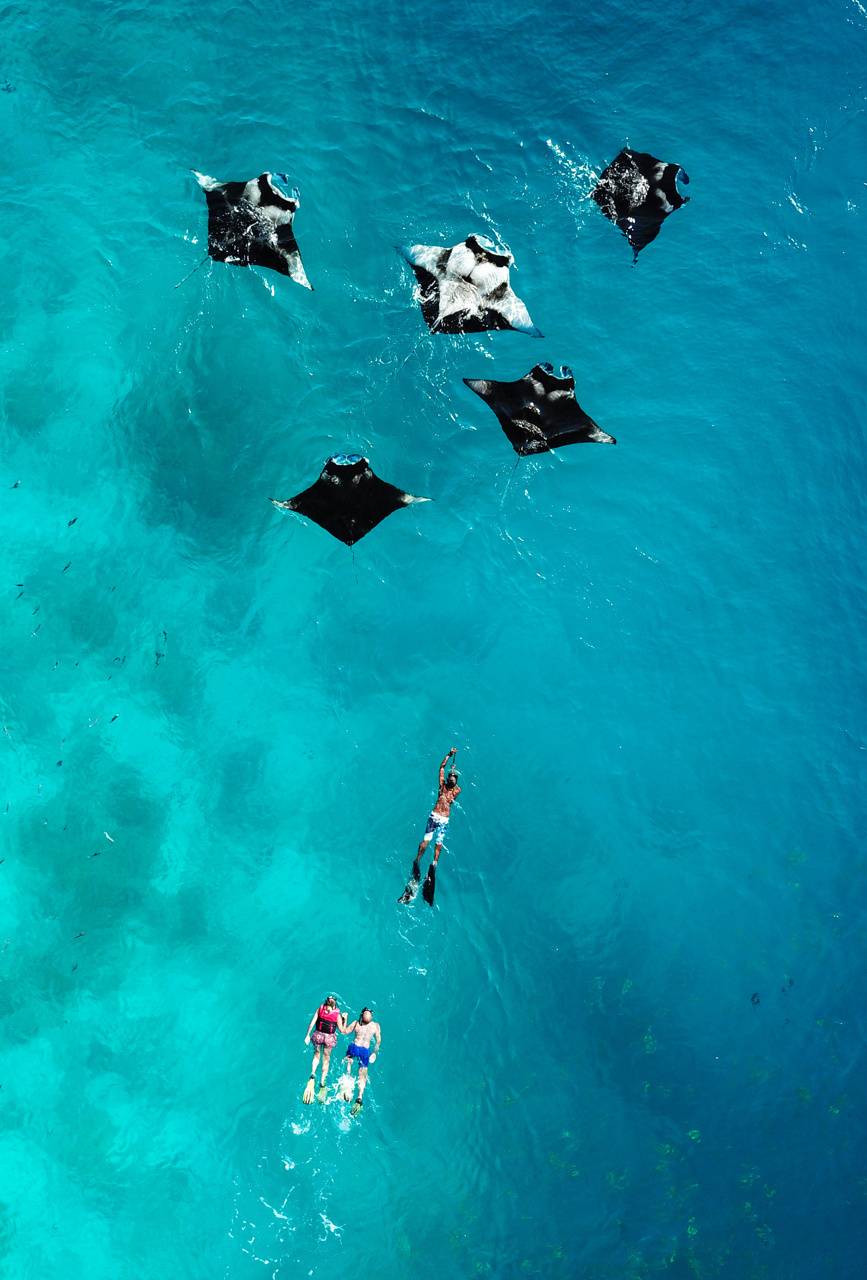 867x1280  Manta Ray Обои - Лучшие бесплатные фоны Manta Ray - WallpaperAccess