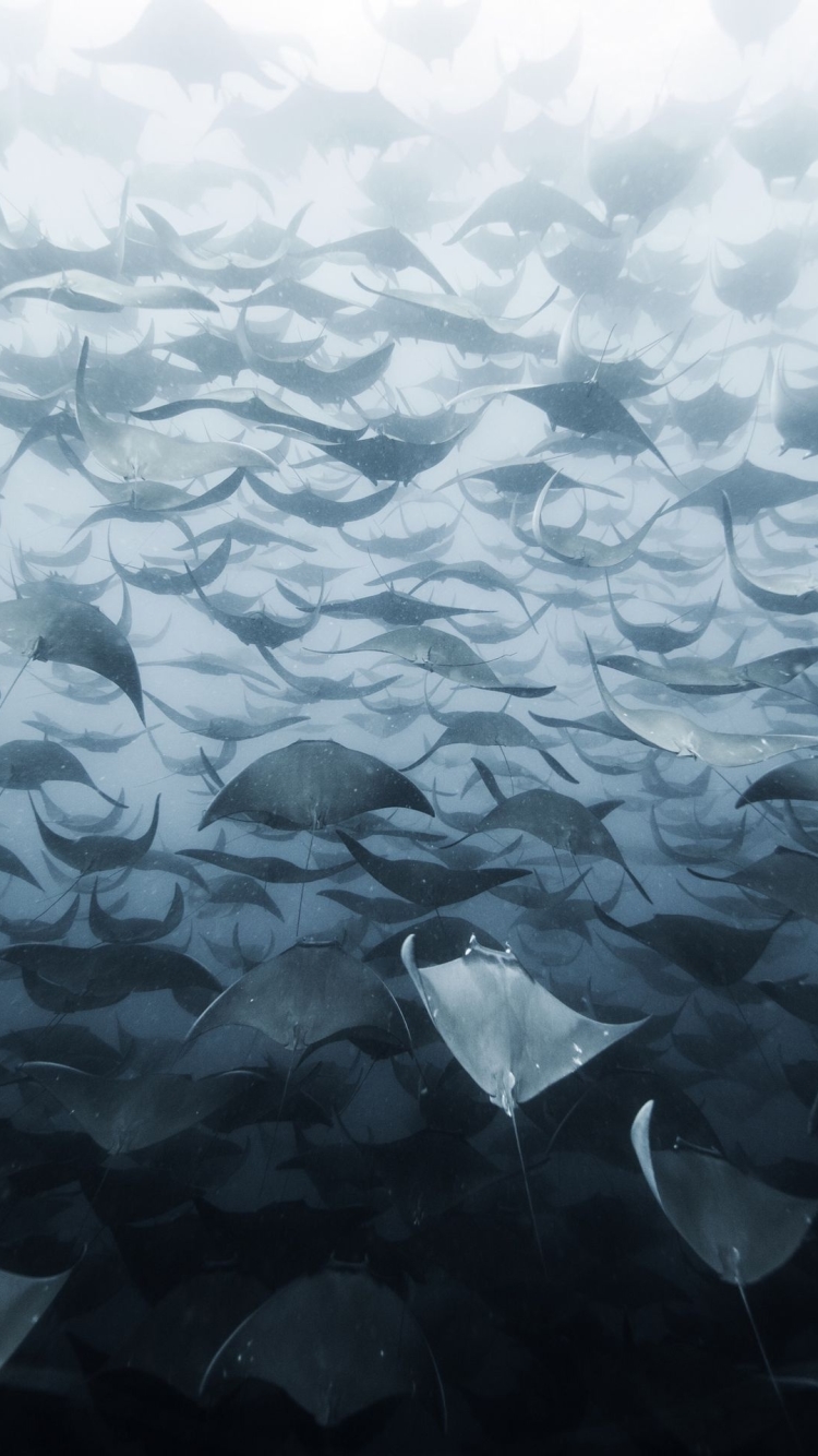 750x1334   Animal / Manta Ray (750x1334) ID обоев: 791291 - Mobile Abyss