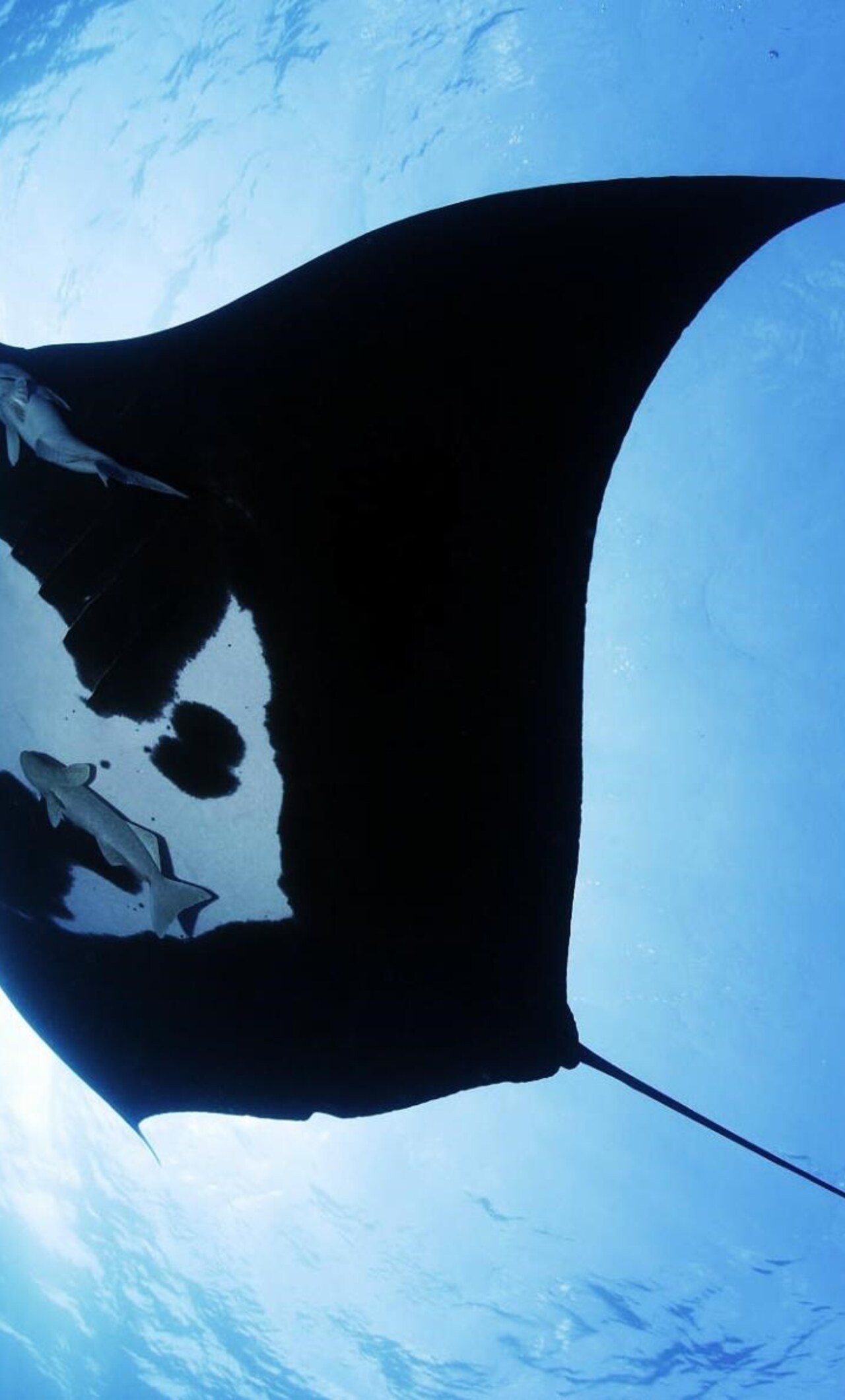 1280x2120  1280x2120 Manta Ray Sea Creature iPhone 6+ HD 4k Обои Изображения Фоновые изображения Фото и водный мир Баннер для мобильного приложения. Клипарты векторы и Набор Иллюстраций Без Оплаты Отчислений. Картинка 123347765 .