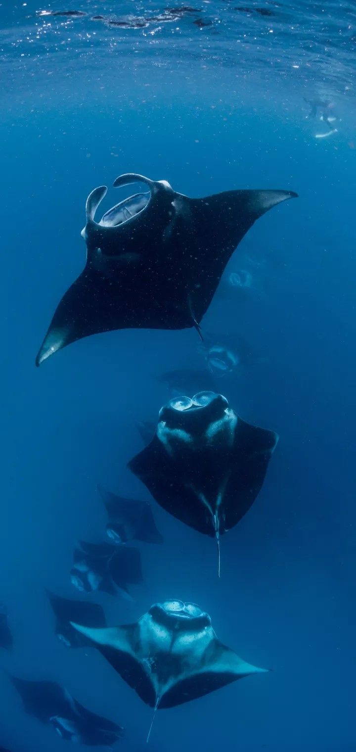 720x1520  Manta Ray Обои для рабочего стола HD 74926 - Baltana