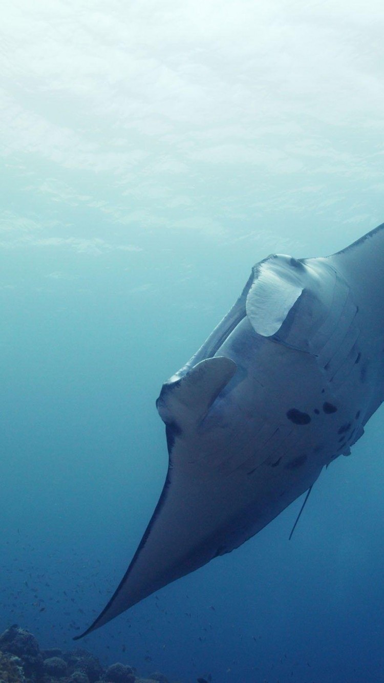 750x1334  Sting Ray Pictures | Скачать бесплатные изображения на Unsplash